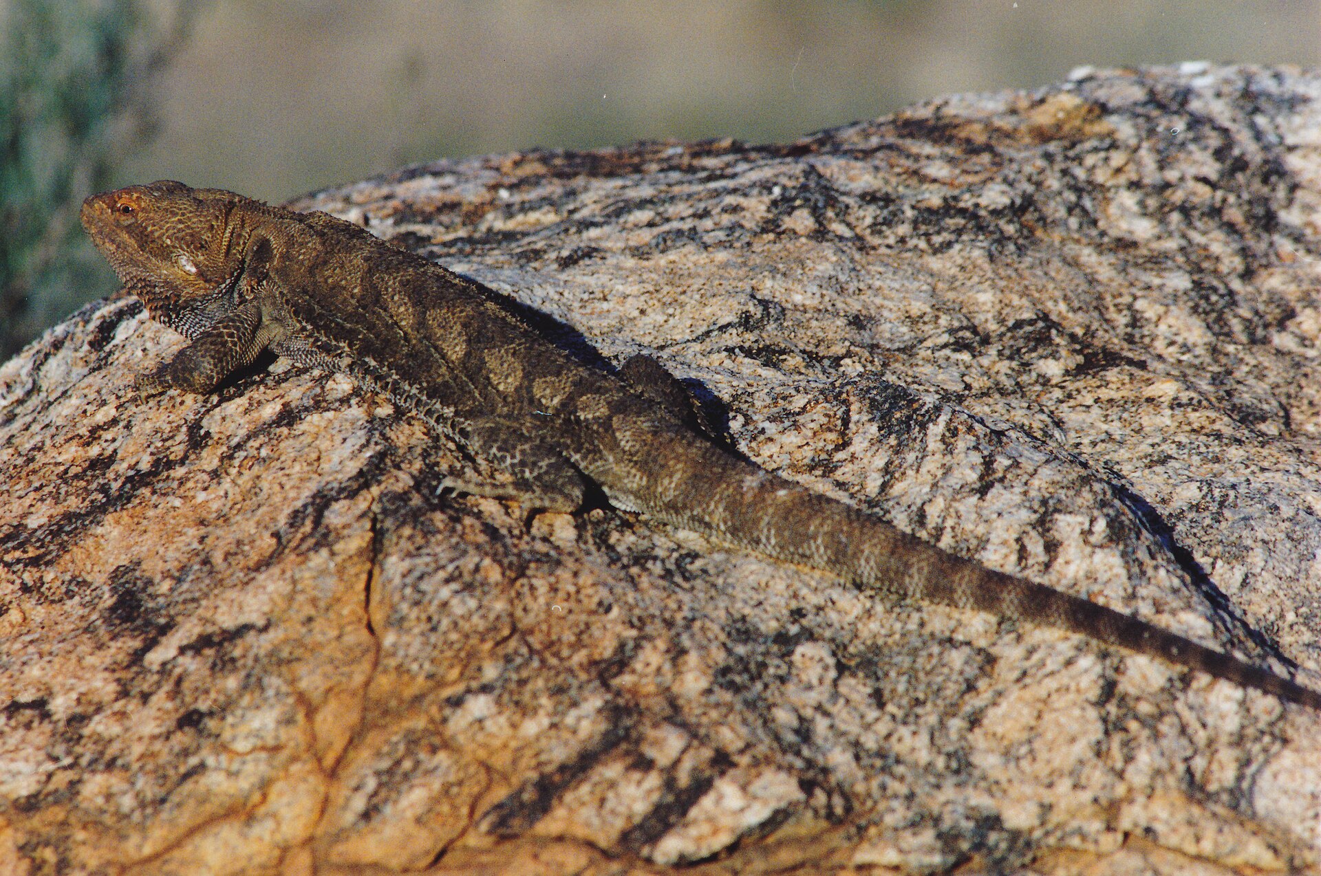 Bearded Dragon — Bearded Dragon (Pogona vitticeps) (8603110812)