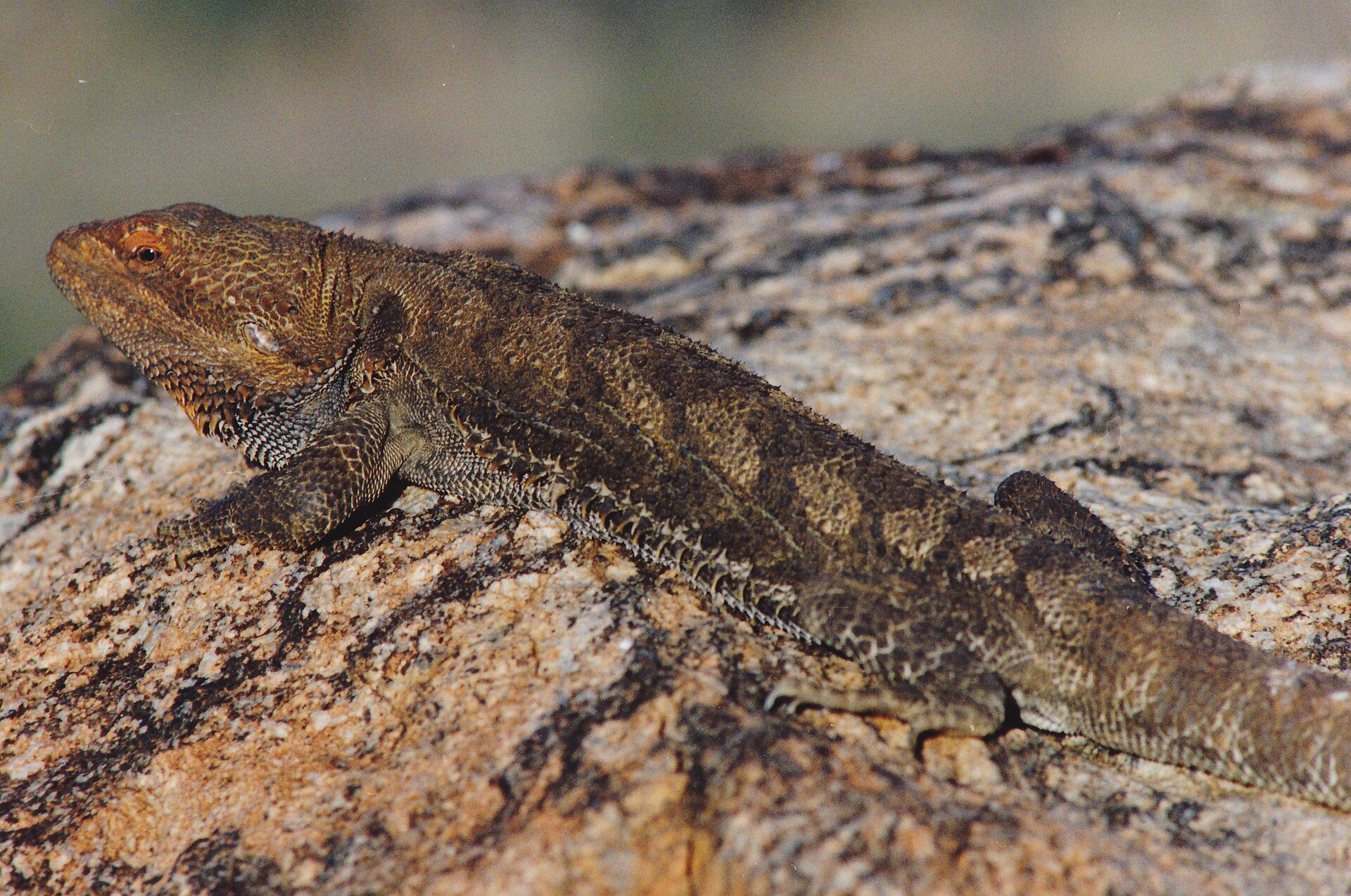 Bearded Dragon — Bearded Dragon (Pogona vitticeps) (8603111604)