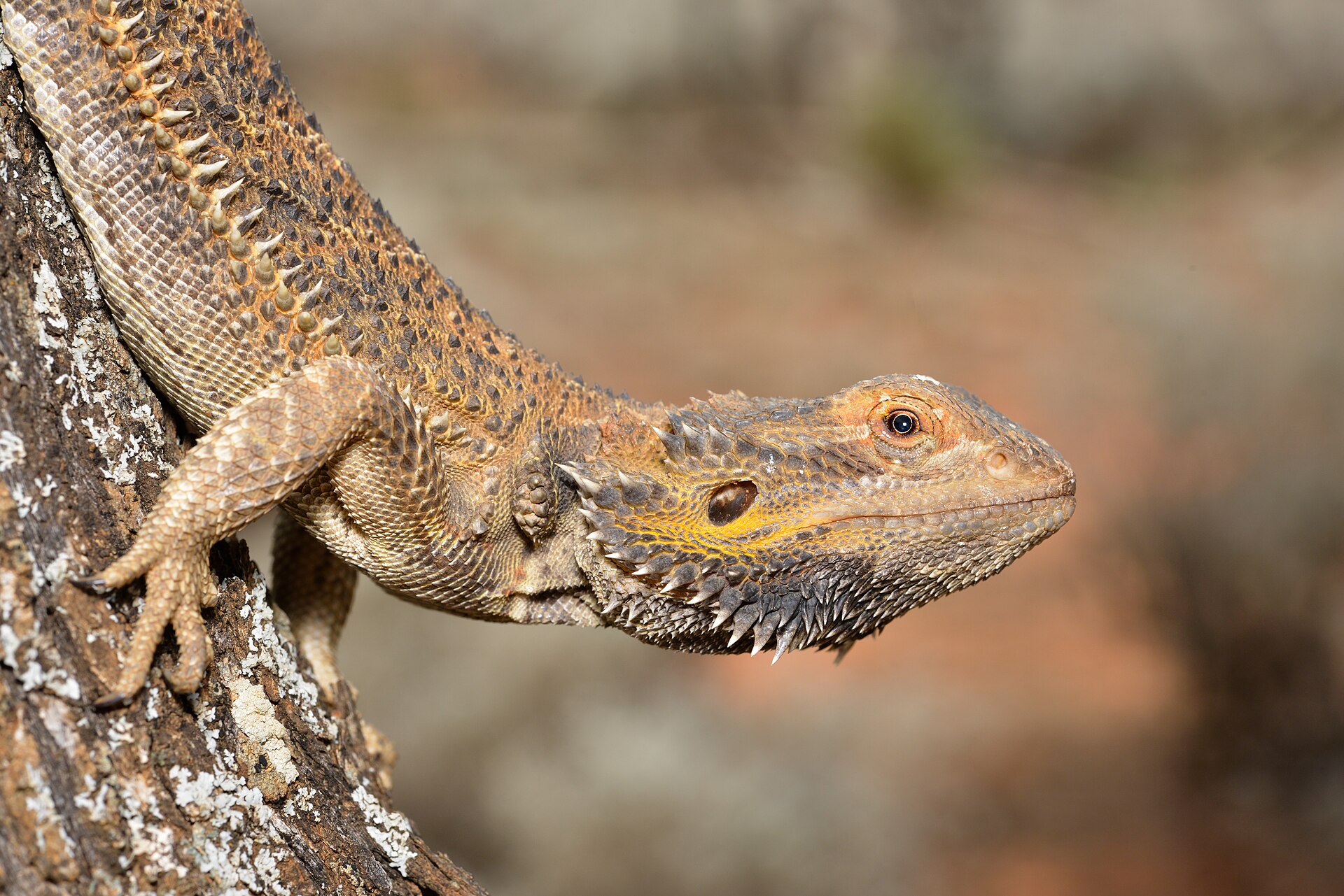 Bearded Dragon — Central Bearded Dragon (22477417543)