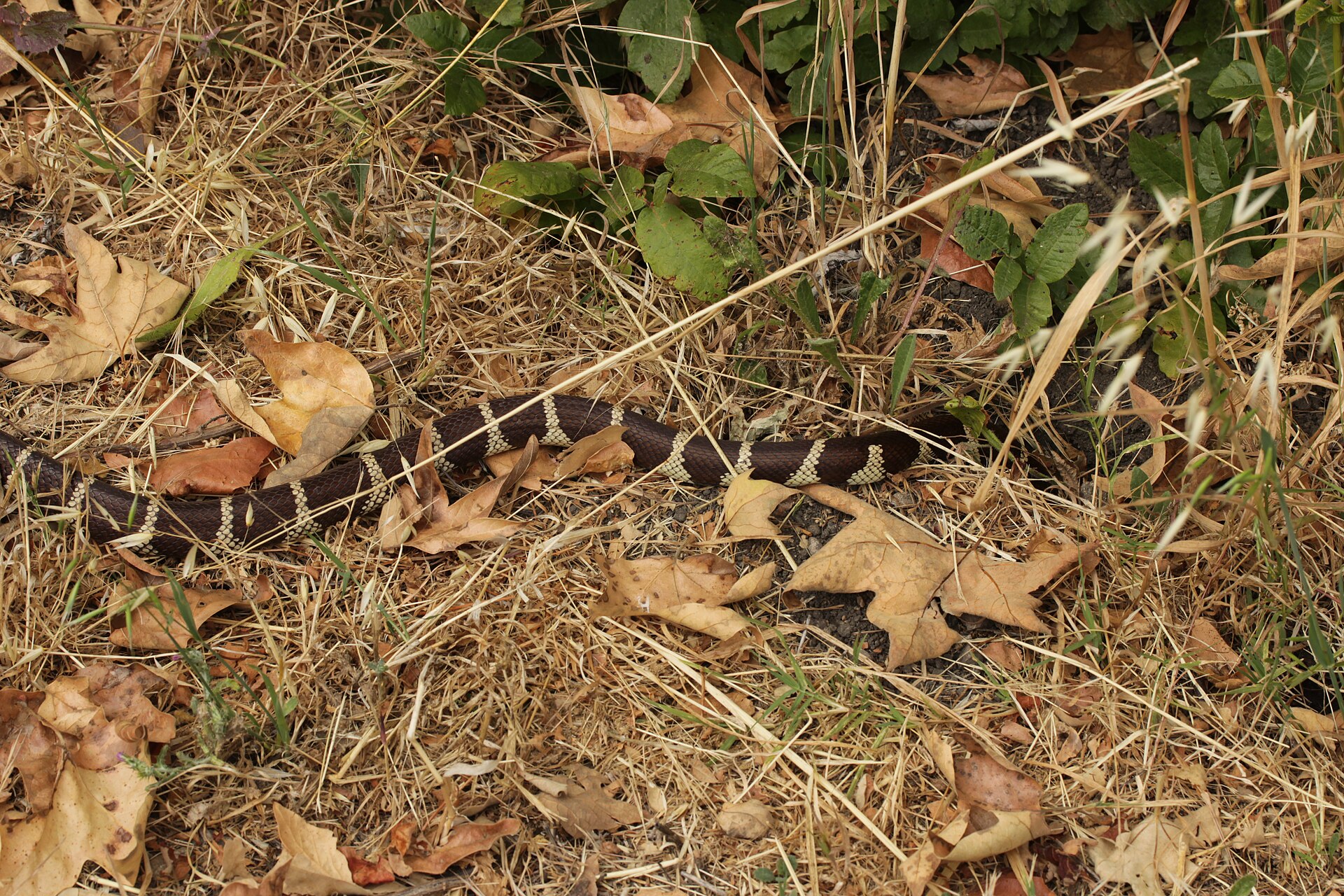 California Kingsnake — California Kingsnake (Lampropeltis californiae)