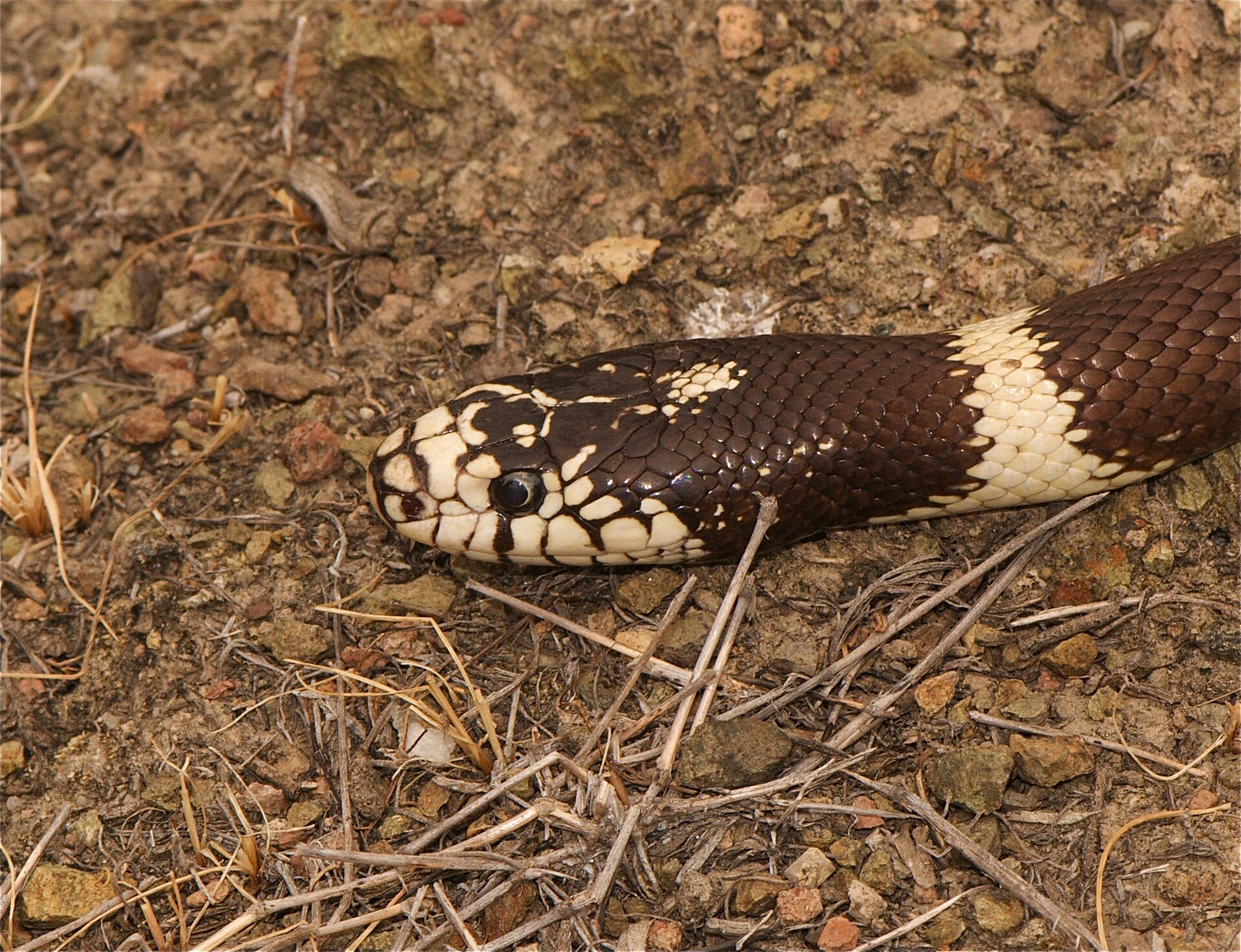 California Kingsnake — California King Snake (Lampropeltis californiae)