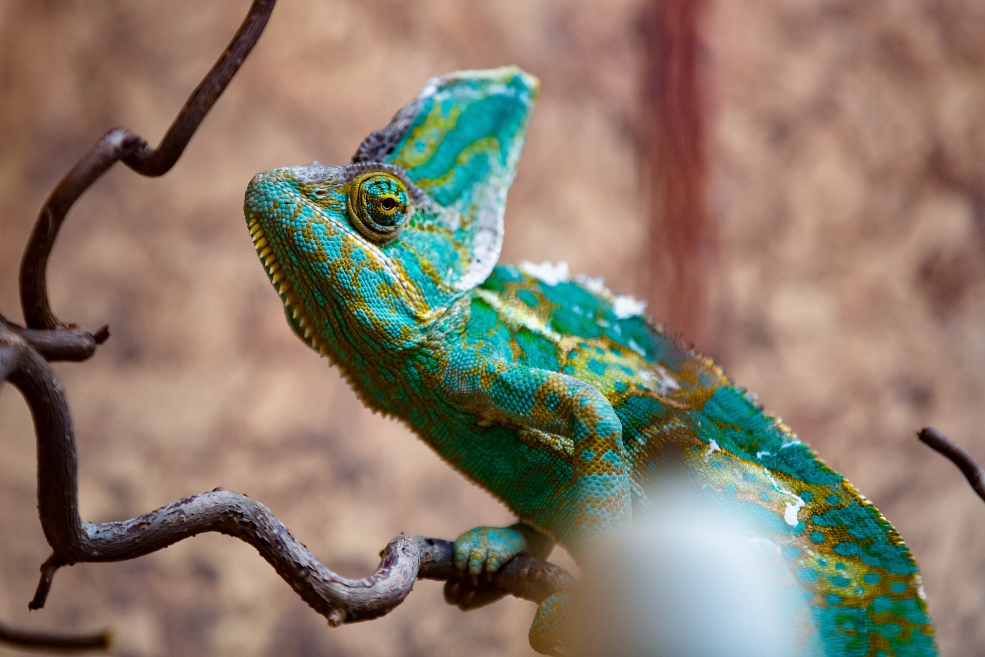Chameleon — Veiled chameleon, Hirschstetten Botanical Garden