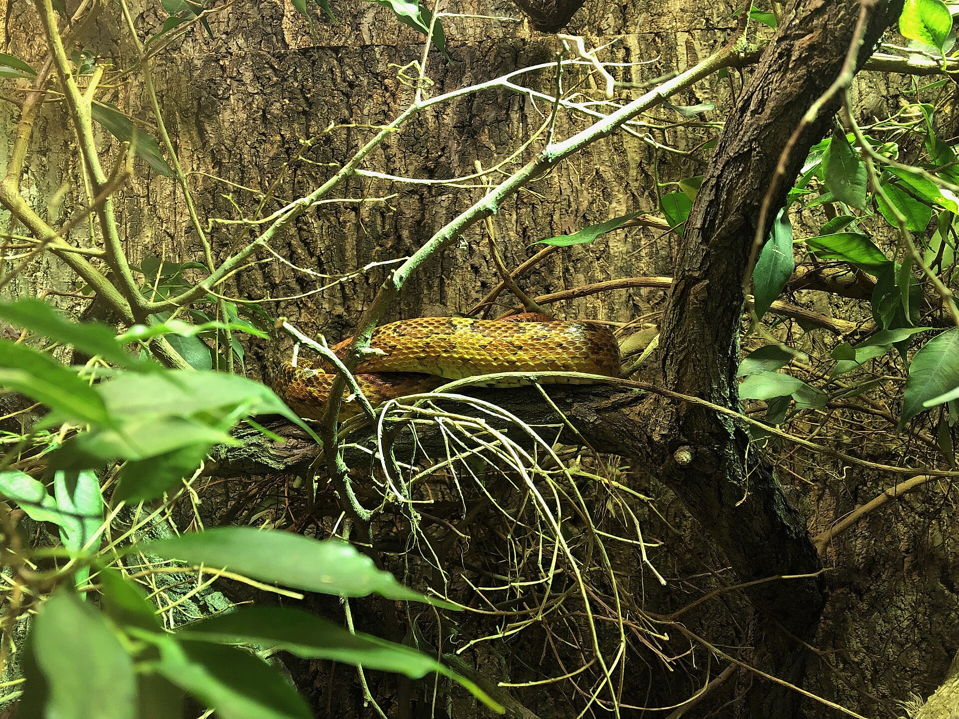 Corn Snake — Corn snake (Pantherophis guttatus) at Zoo Karlsruhe