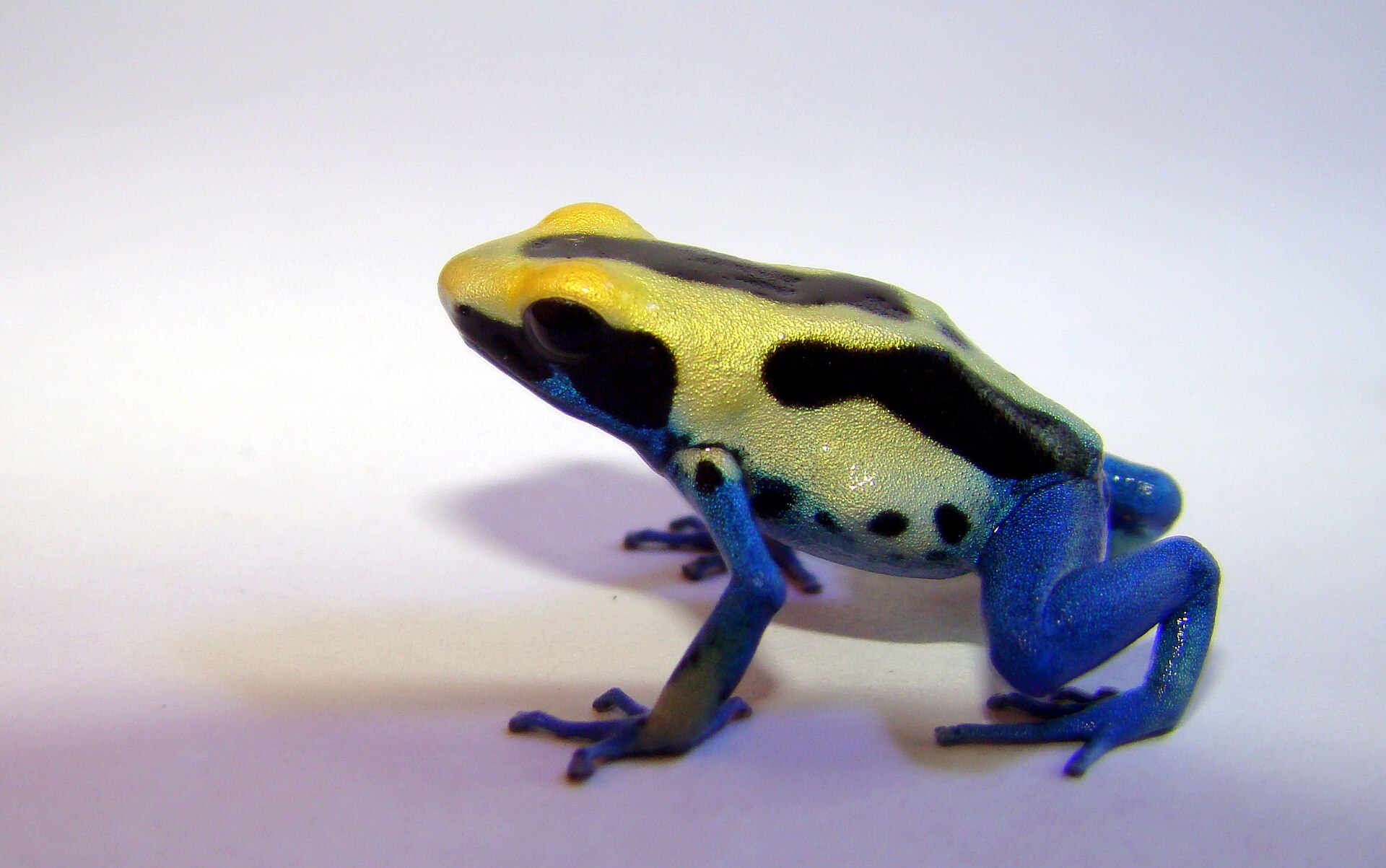 Dyeing Dart Frog — Dendrobates tinctorius (dyeing dart frog)