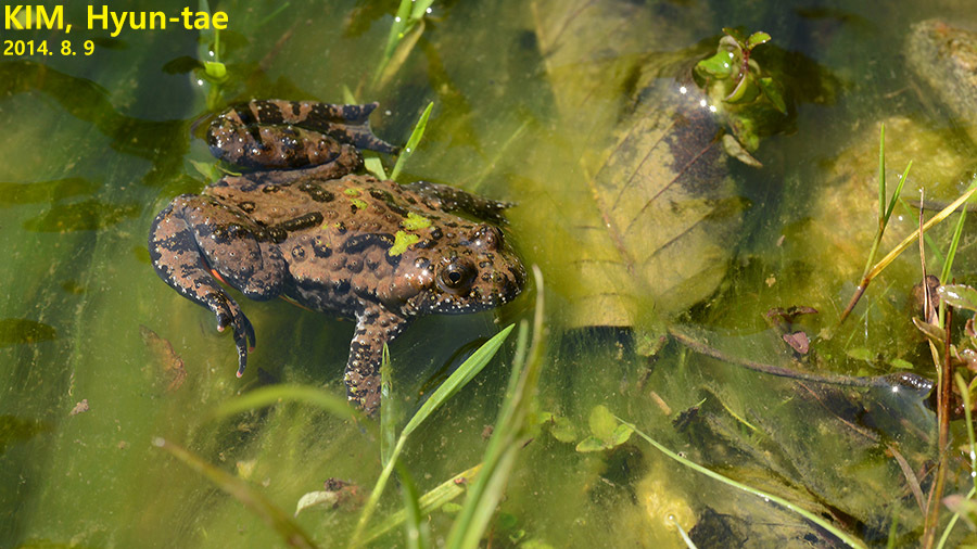 Fire-Bellied Toad — Oriental fire-bellied toad (Bombina orientalis)