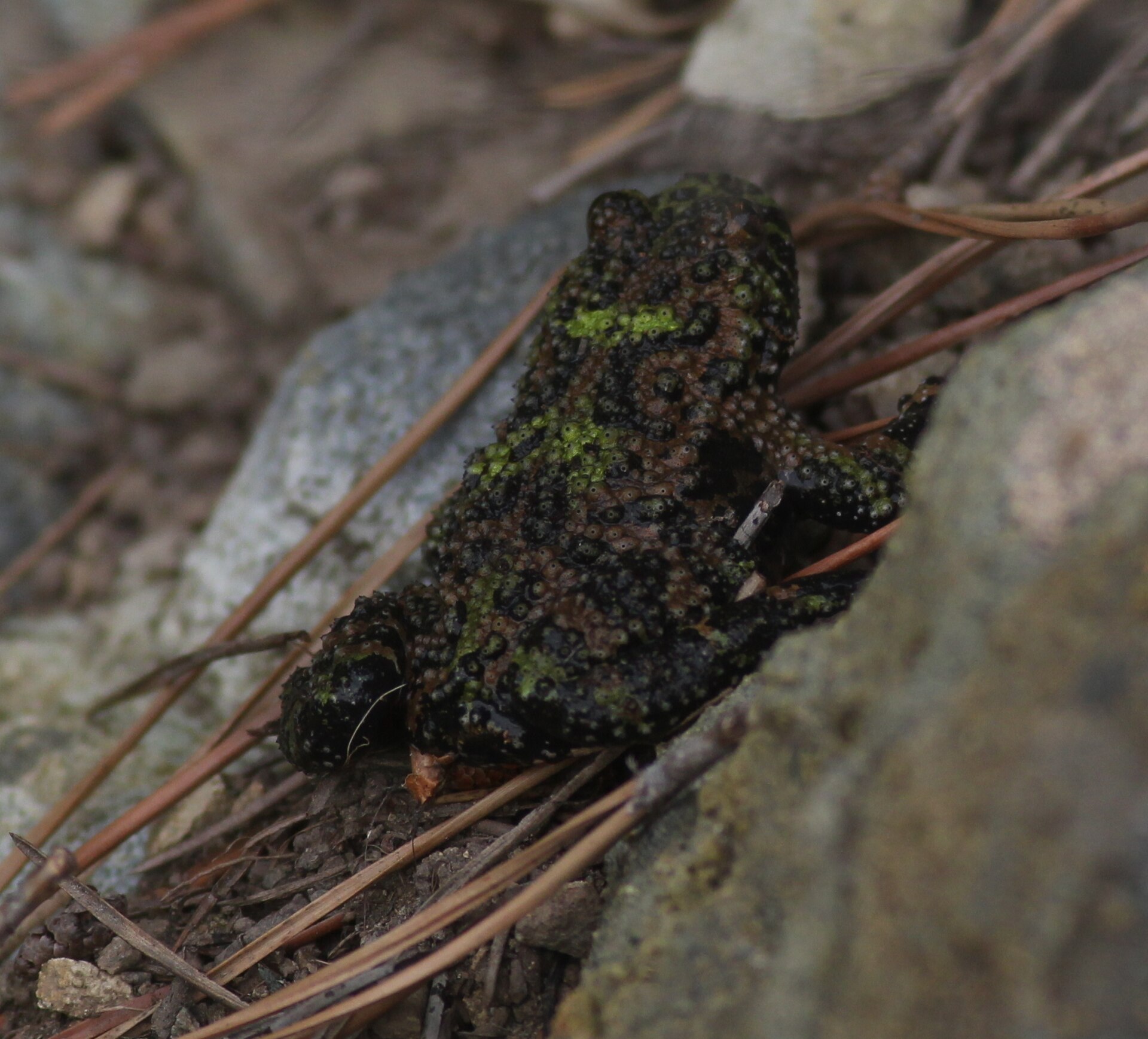Fire-Bellied Toad — Bombina orientalis (fire-bellied toad)