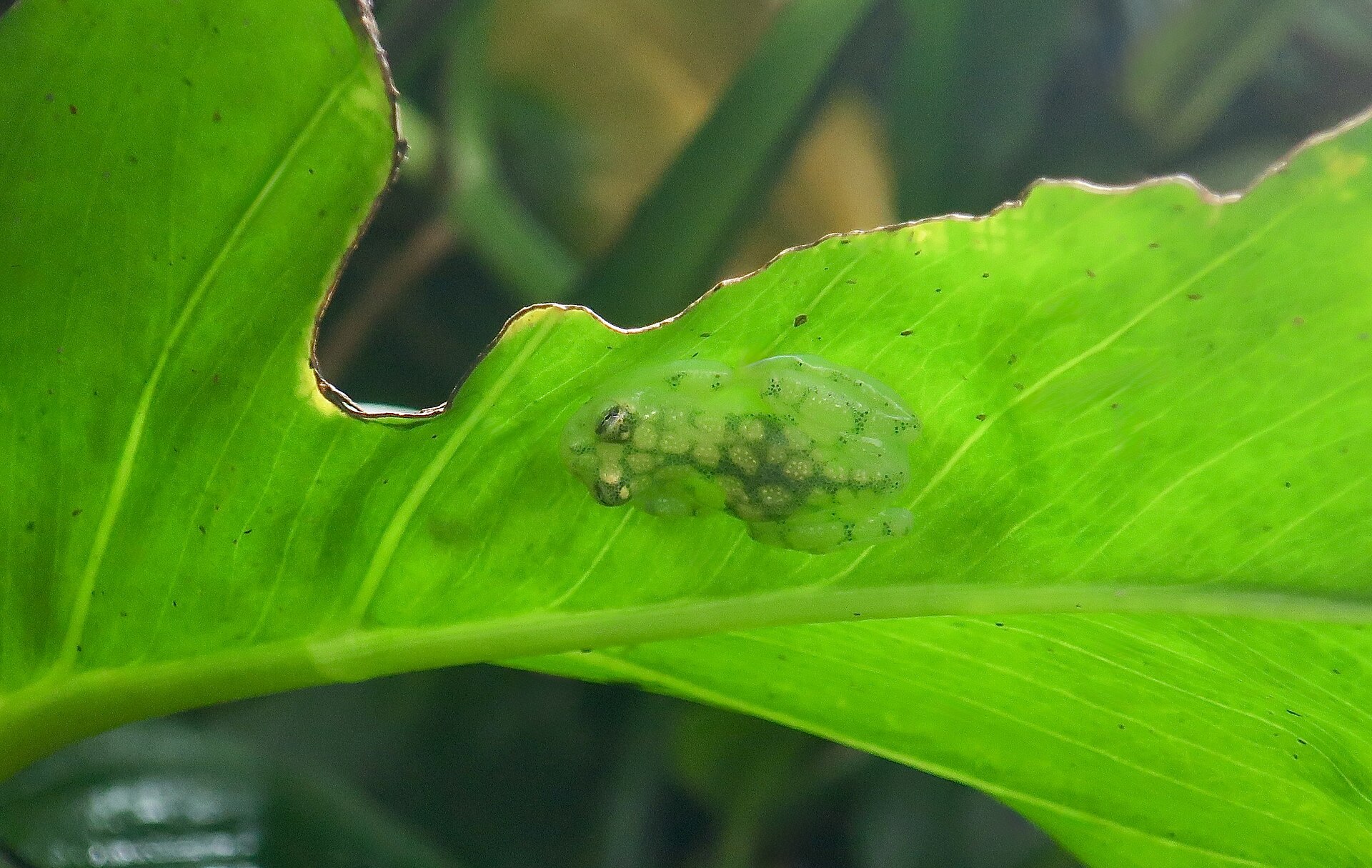 Glass Frog — La Palma glass frog (Hyalinobatrachium valerioi)