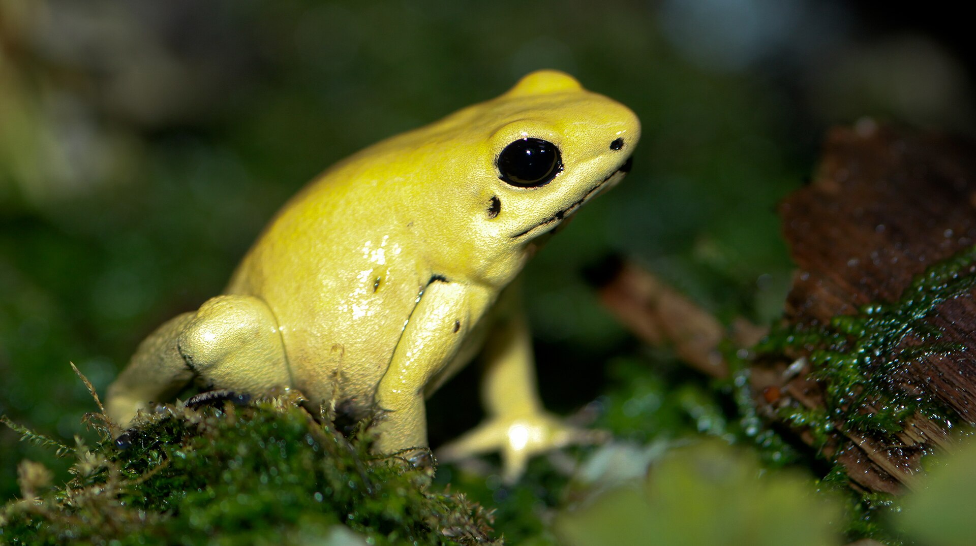 Golden Poison Frog — Golden poison dart frog (Phyllobates terribilis)