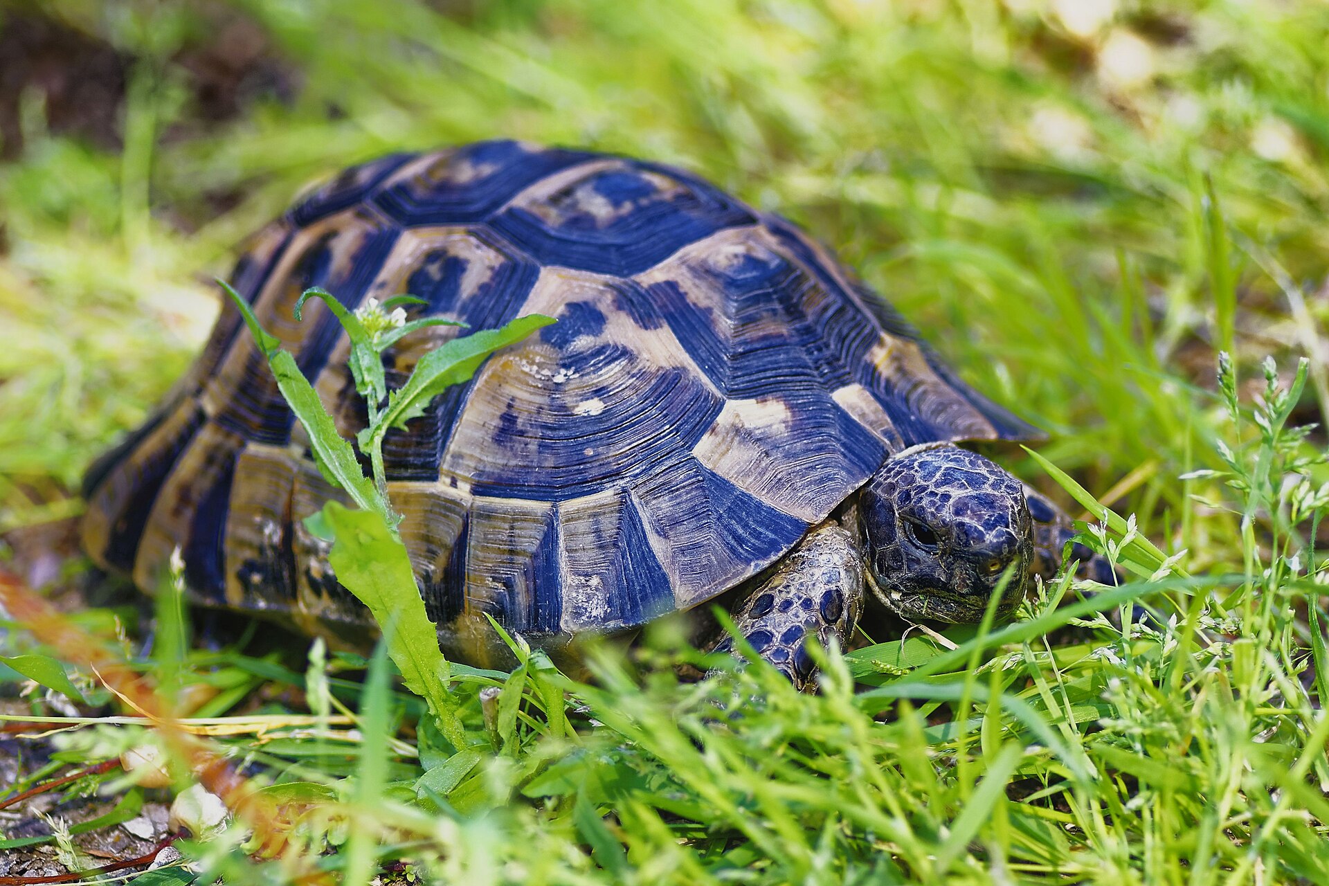 Greek Tortoise — Testudo graeca (Greek tortoise)