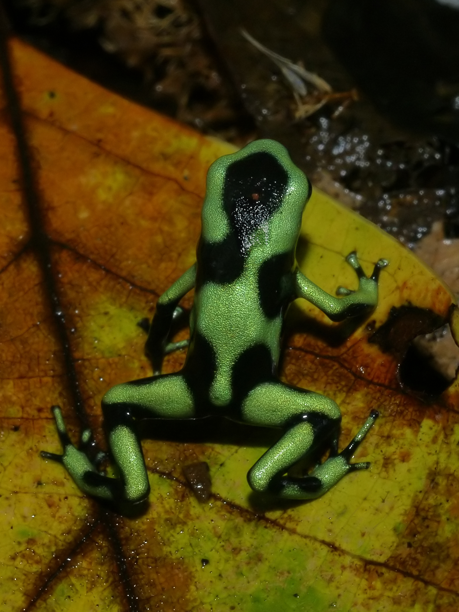 Green-and-Black Dart Frog — Dendrobates auratus, Costa Rica