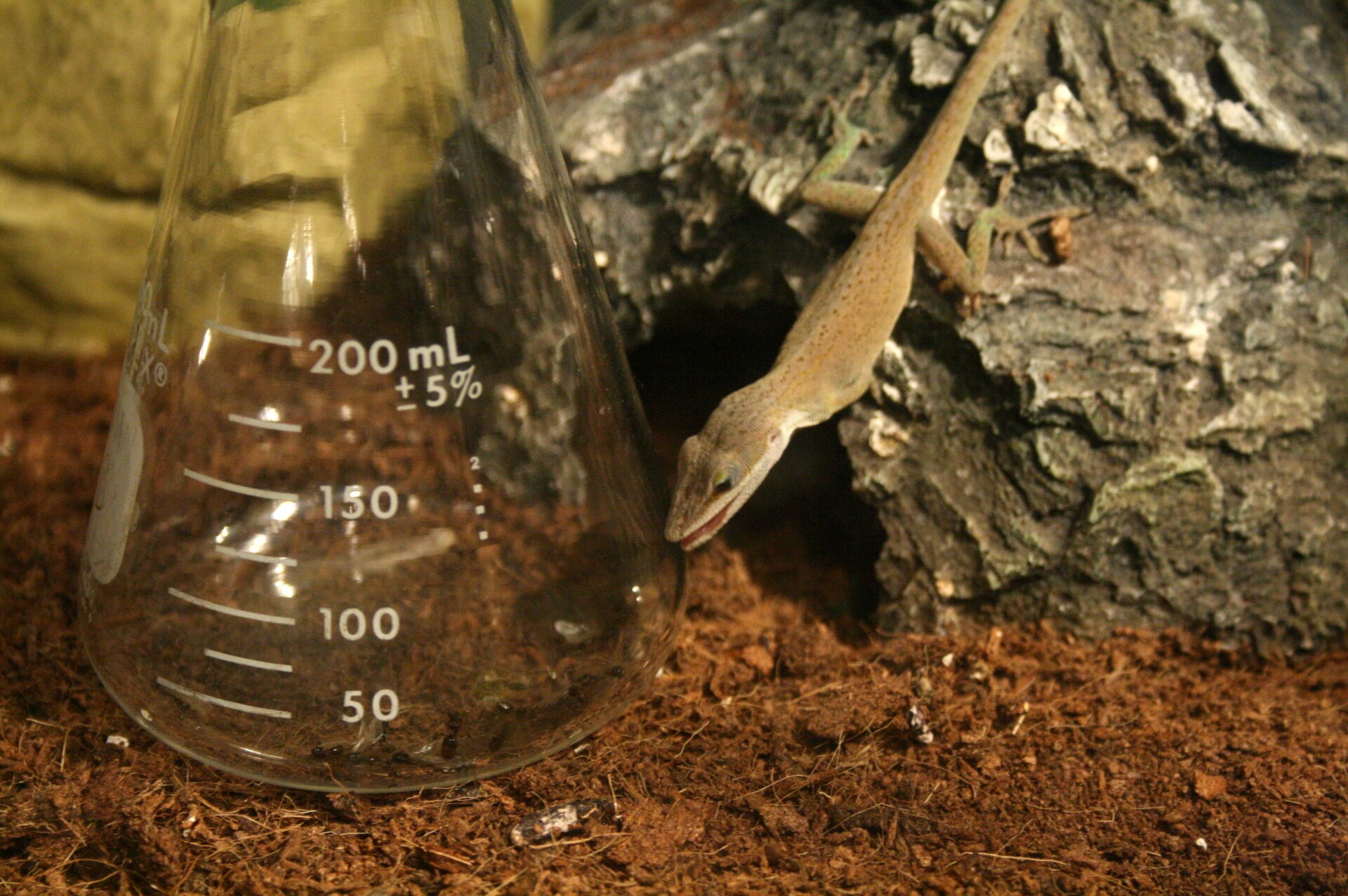 Green Anole — Green anole hunting ants