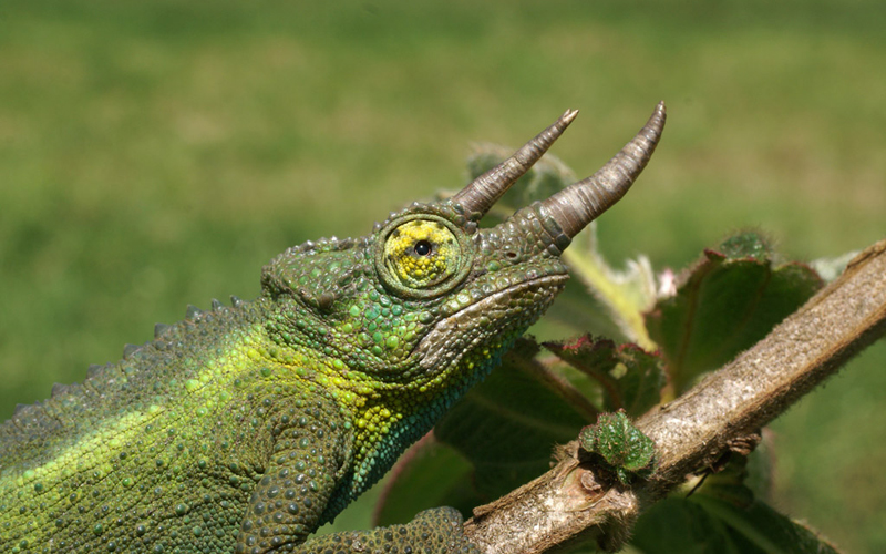 Jackson's Chameleon — Male Jackson's chameleon (Trioceros jacksonii jacksonii), Mt. Kenya