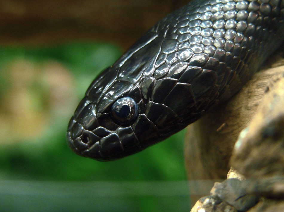 Mexican Black Kingsnake — Schwarze Kettennatter (Lampropeltis nigrita)