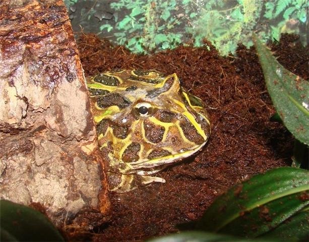 Pacman Frog — Ceratophrys ornata (Pacman frog)