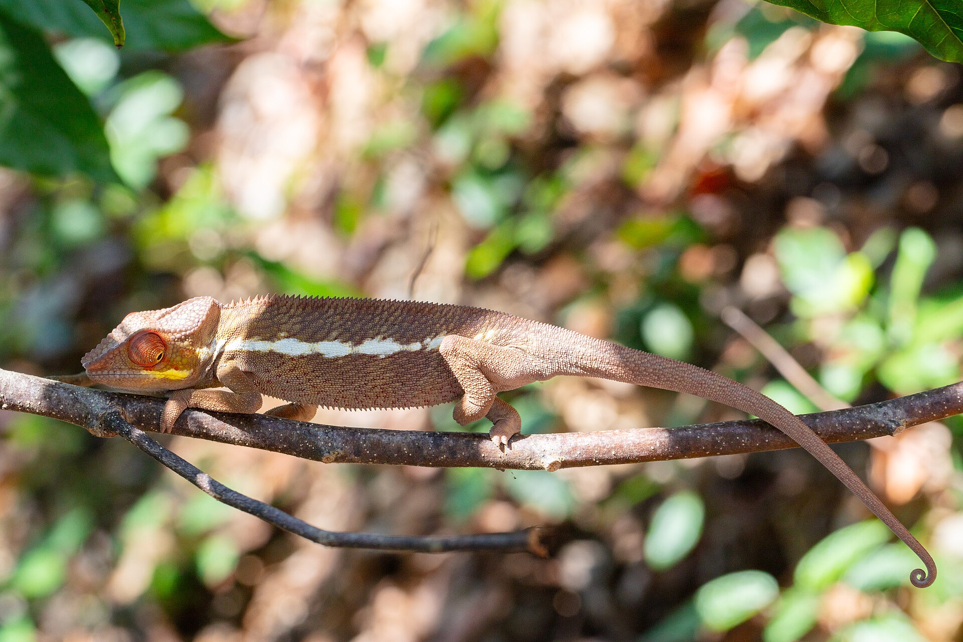 Panther Chameleon — Panther chameleon (Furcifer pardalis), Lokobe National Park, Nosy Be