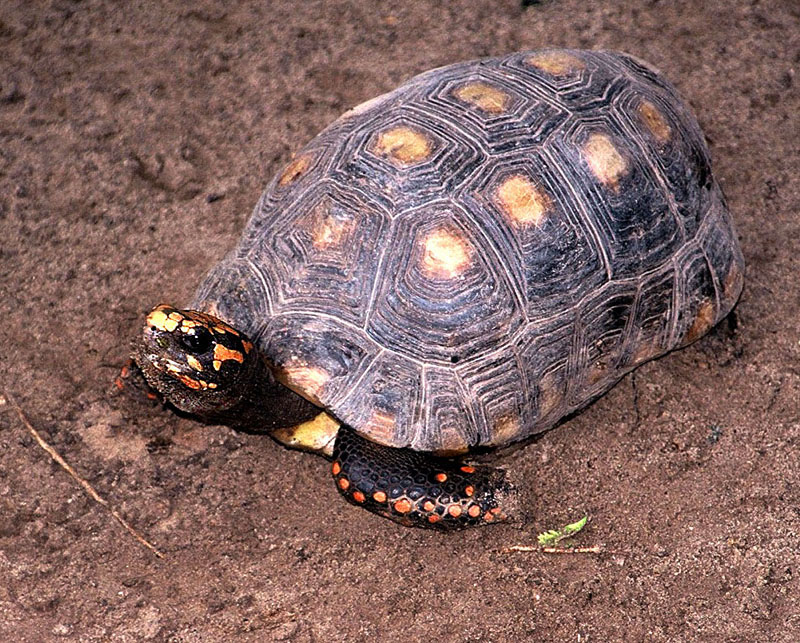 Red-Footed Tortoise — Red-footed tortoise (Chelonoidis carbonaria)