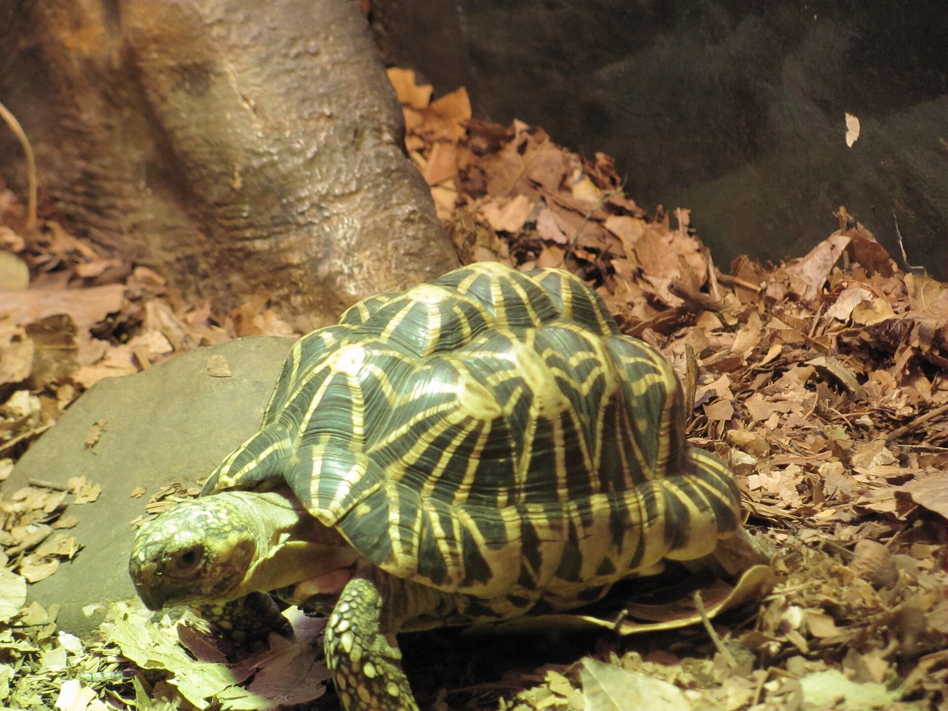 Star Tortoise — Indian star tortoise (Geochelone elegans)