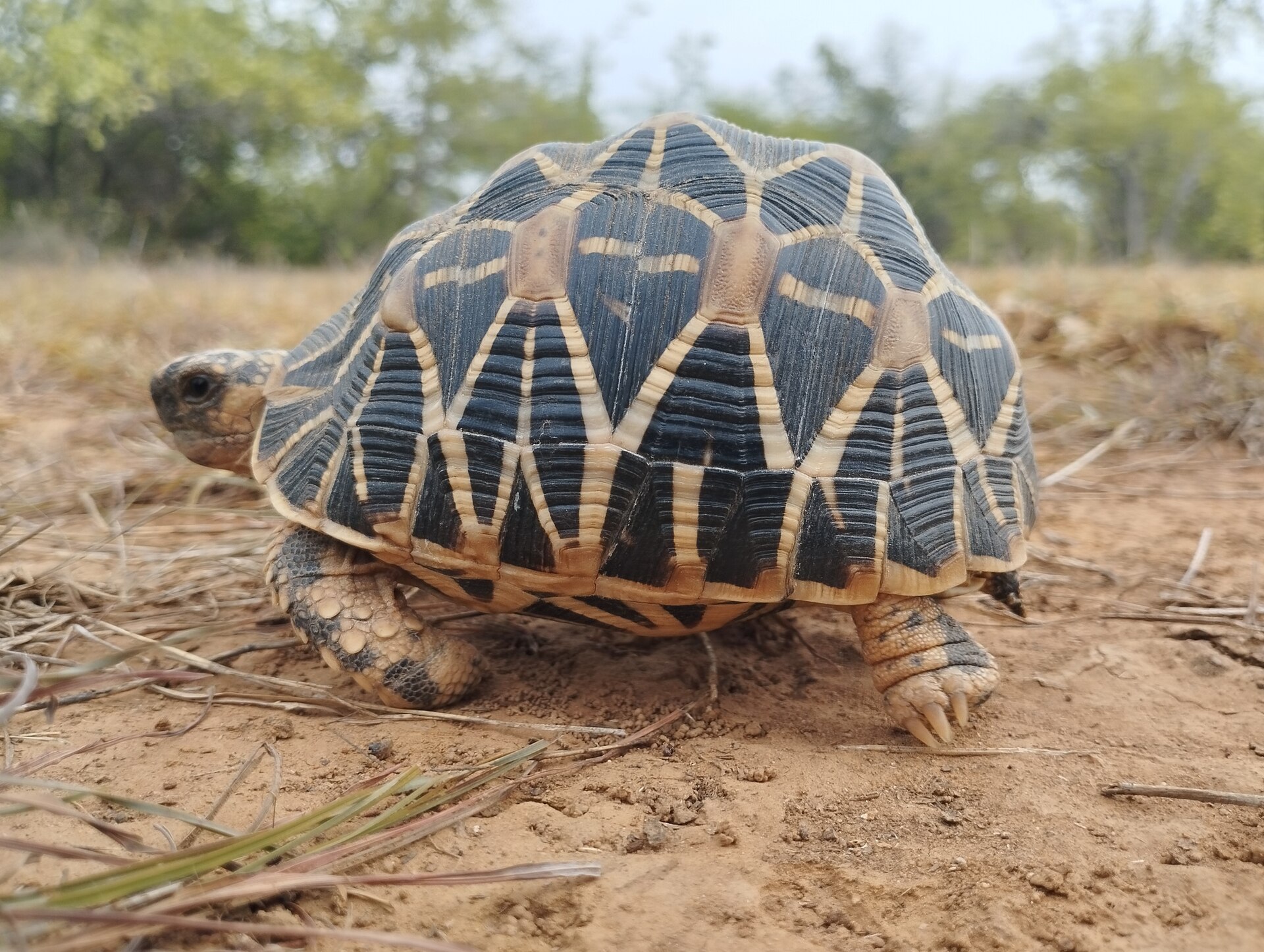 Star Tortoise — Indian star tortoise (Geochelone elegans), India