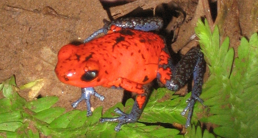 Strawberry Dart Frog — Strawberry poison-dart frog (Oophaga pumilio), Siquirres, Costa Rica