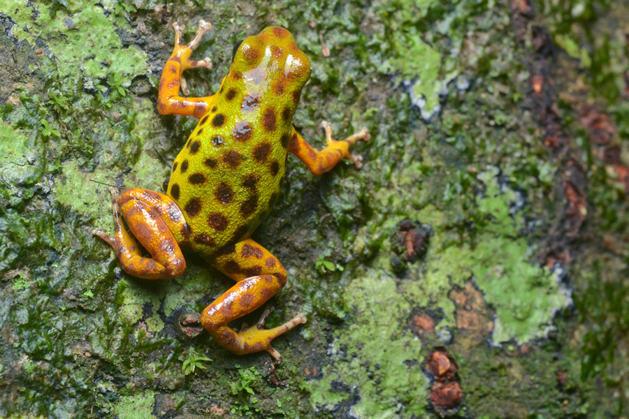 Strawberry Dart Frog — Strawberry poison-dart frog (Oophaga pumilio, Isla Colón morph)