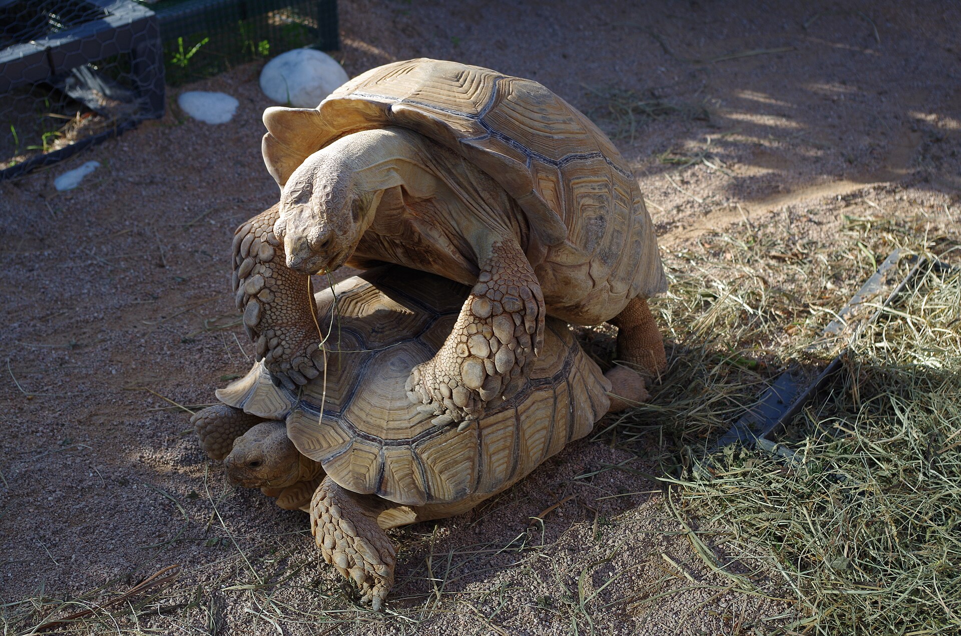 Sulcata Tortoise — Centrochelys sulcata