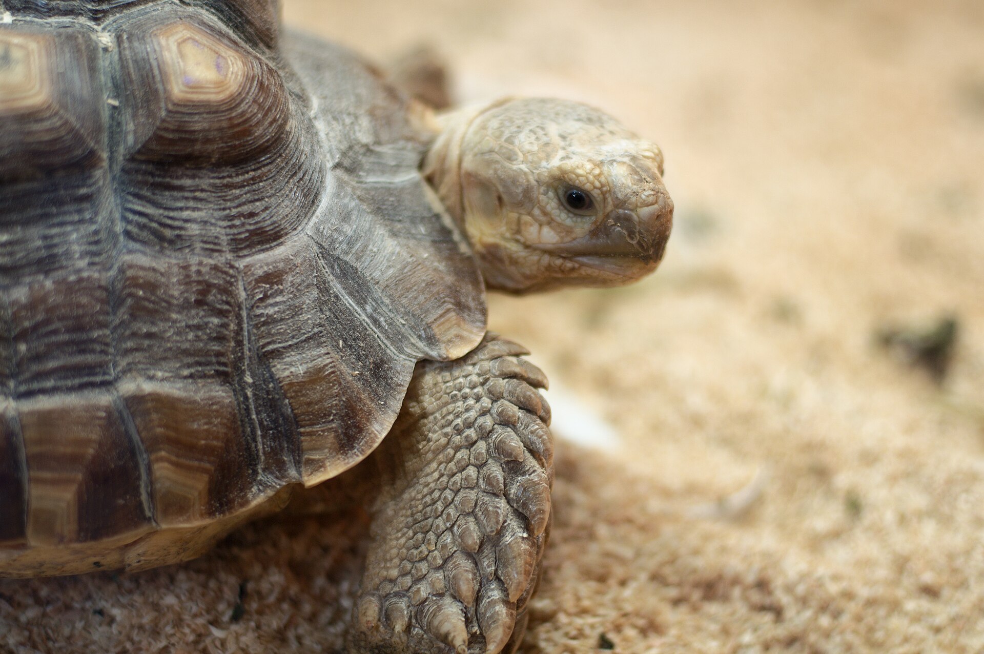 Sulcata Tortoise — Sulcata tortoise head close-up