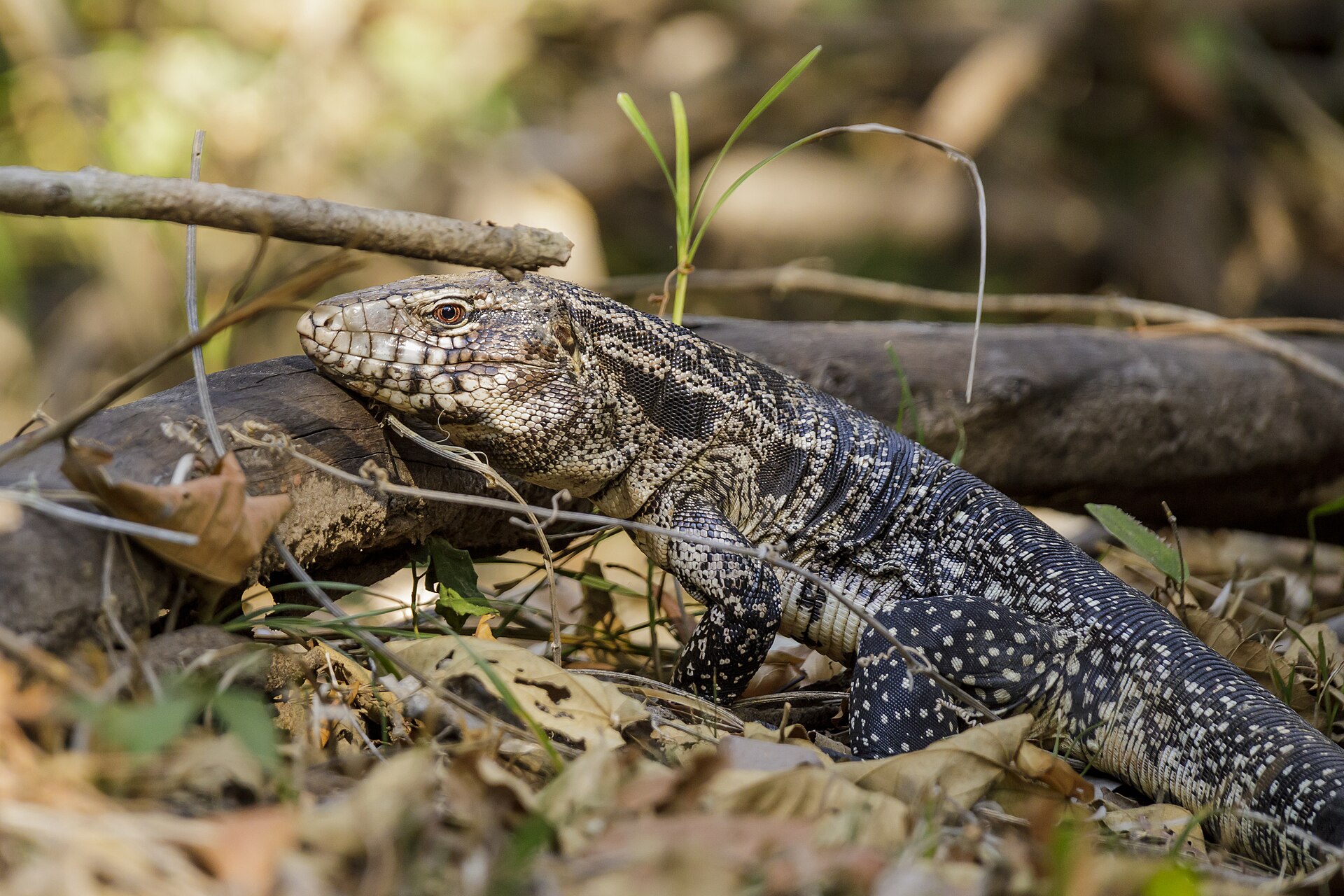 Tegu — Argentine Black-and-white Tegu, Parque Estadual Encontro das Águas