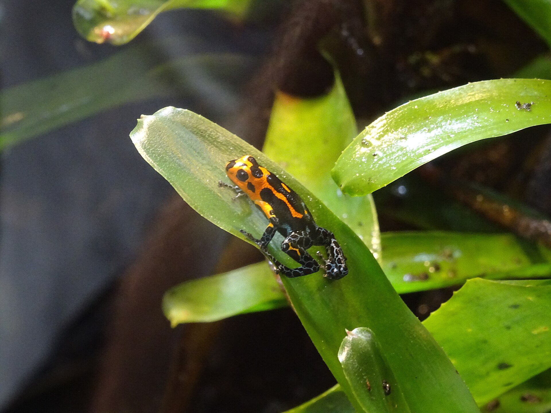 Thumbnail Dart Frog — Ranitomeya imitator, Diergaarde Blijdorp, Rotterdam