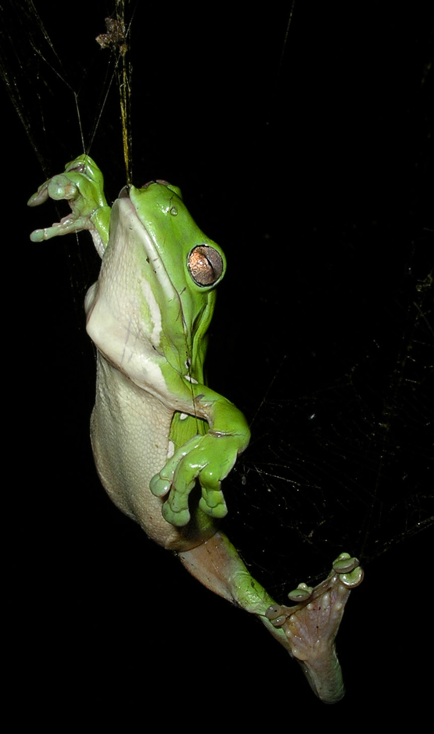 Tree Frog — White's tree frog (Ranoidea caerulea) in orb spider web