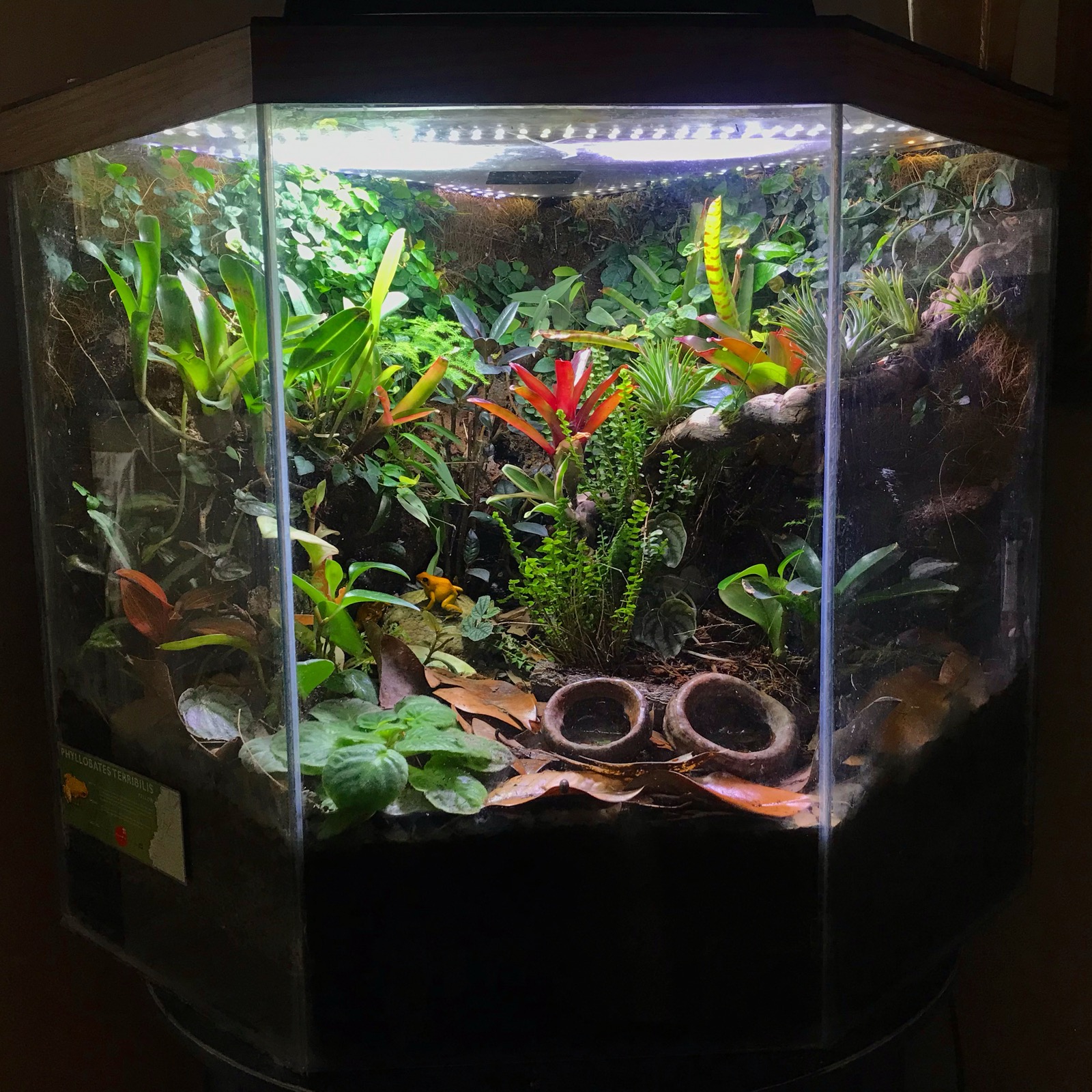 Bioactive vivarium housing Phyllobates terribilis poison dart frog — planted tropical enclosure