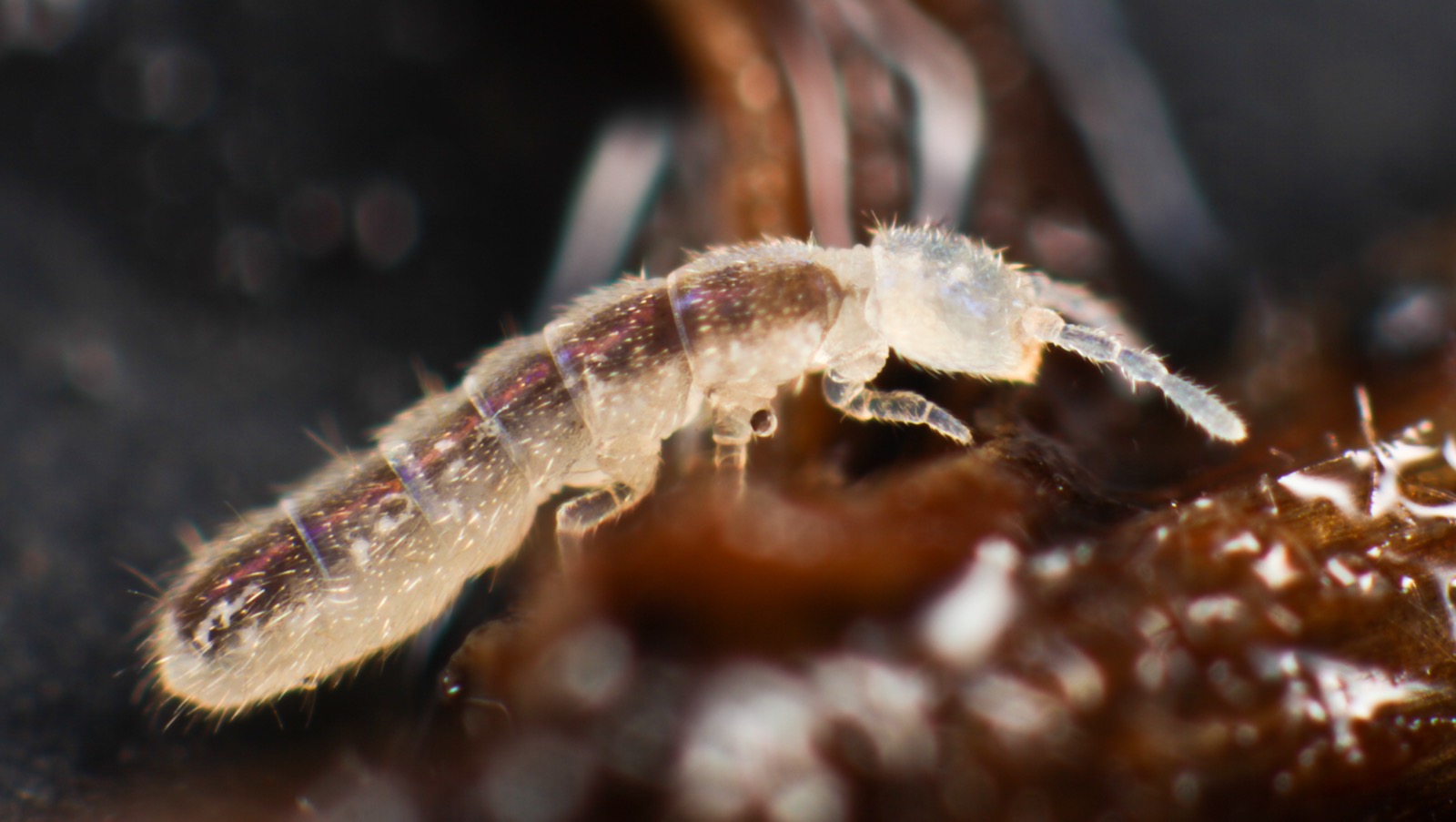 Folsomia candida springtails (Collembola) on a substrate surface