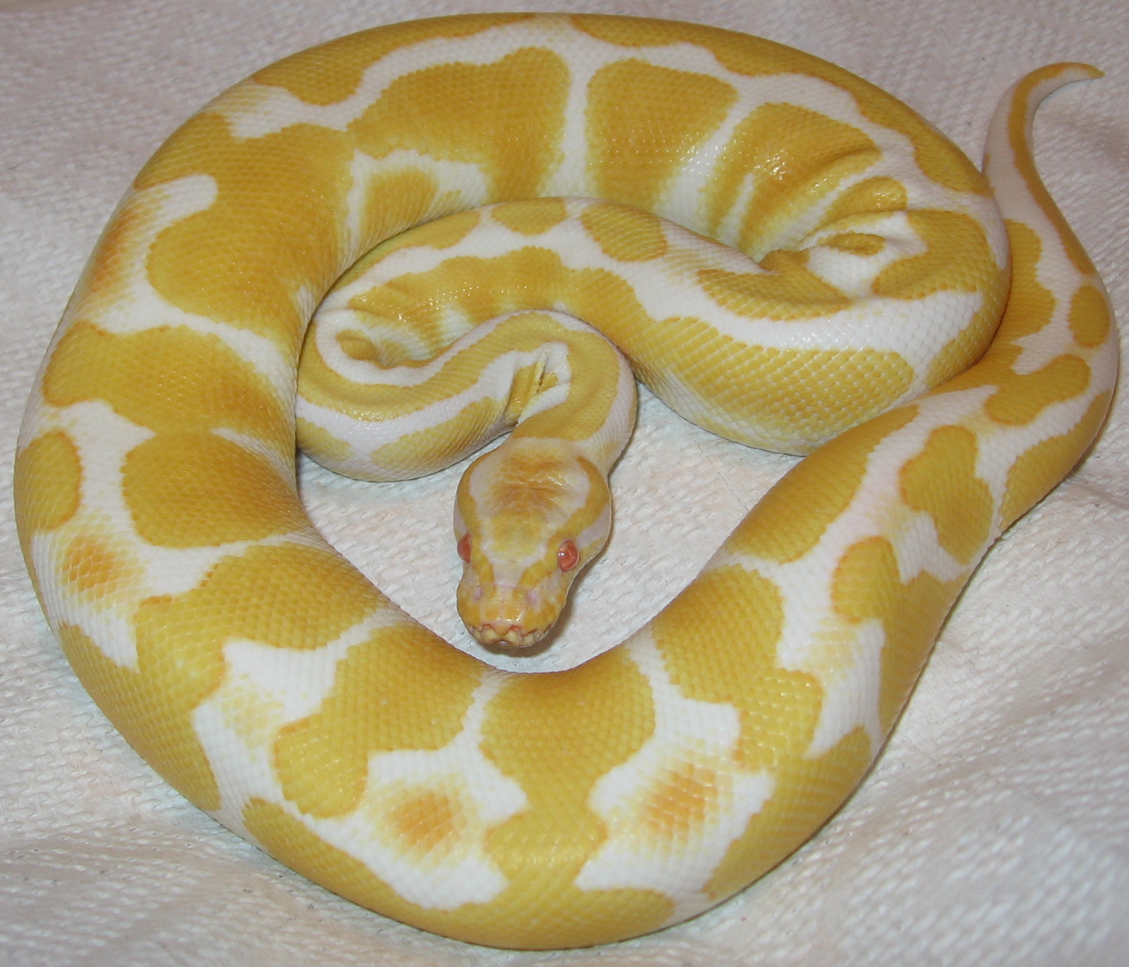Albino