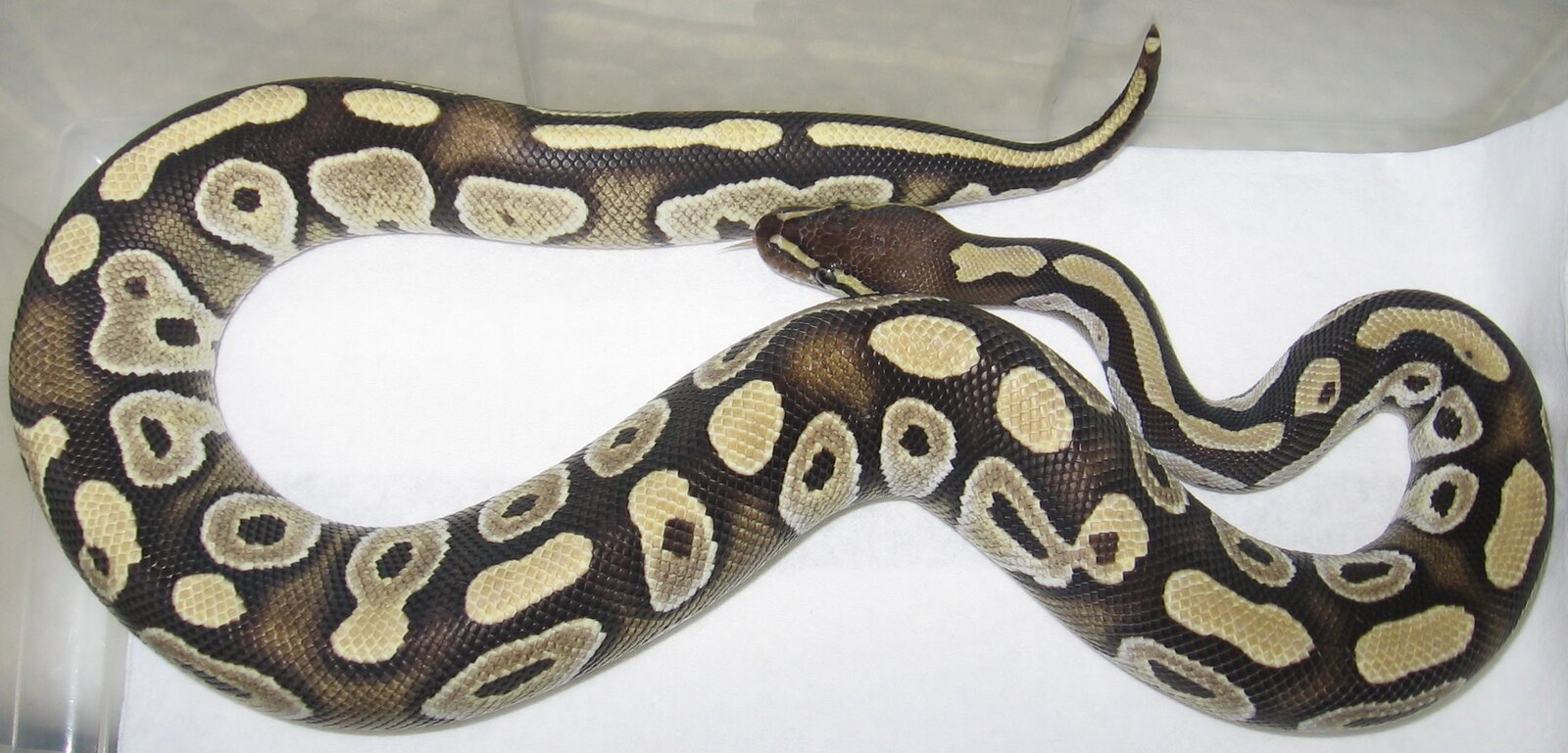 Mojave