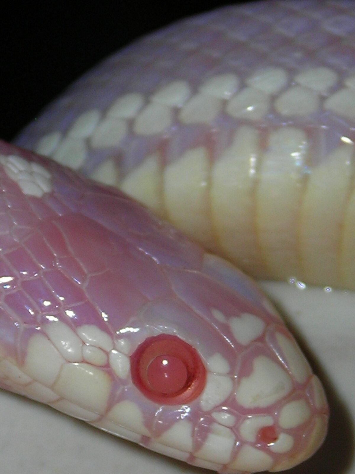 Albino