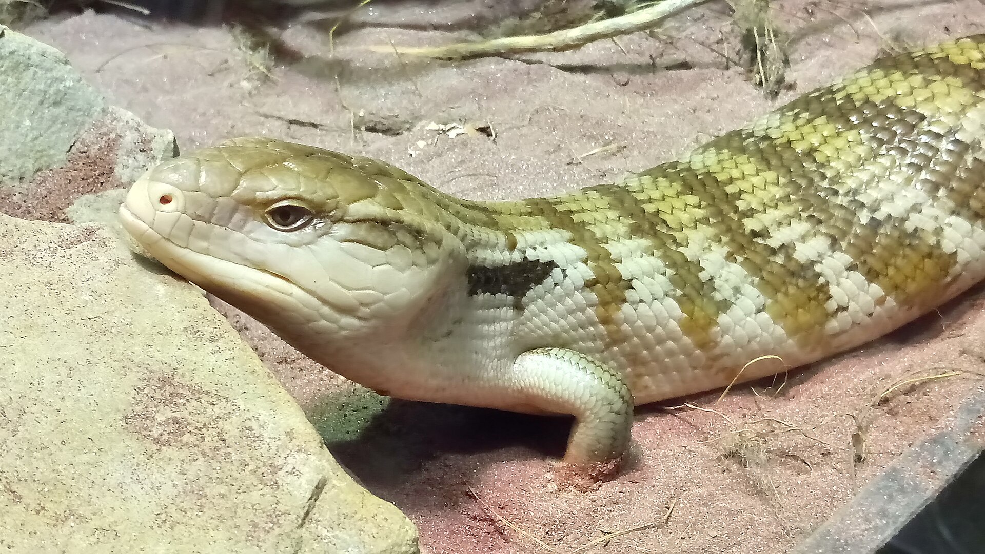 Blue-Tongue Skink