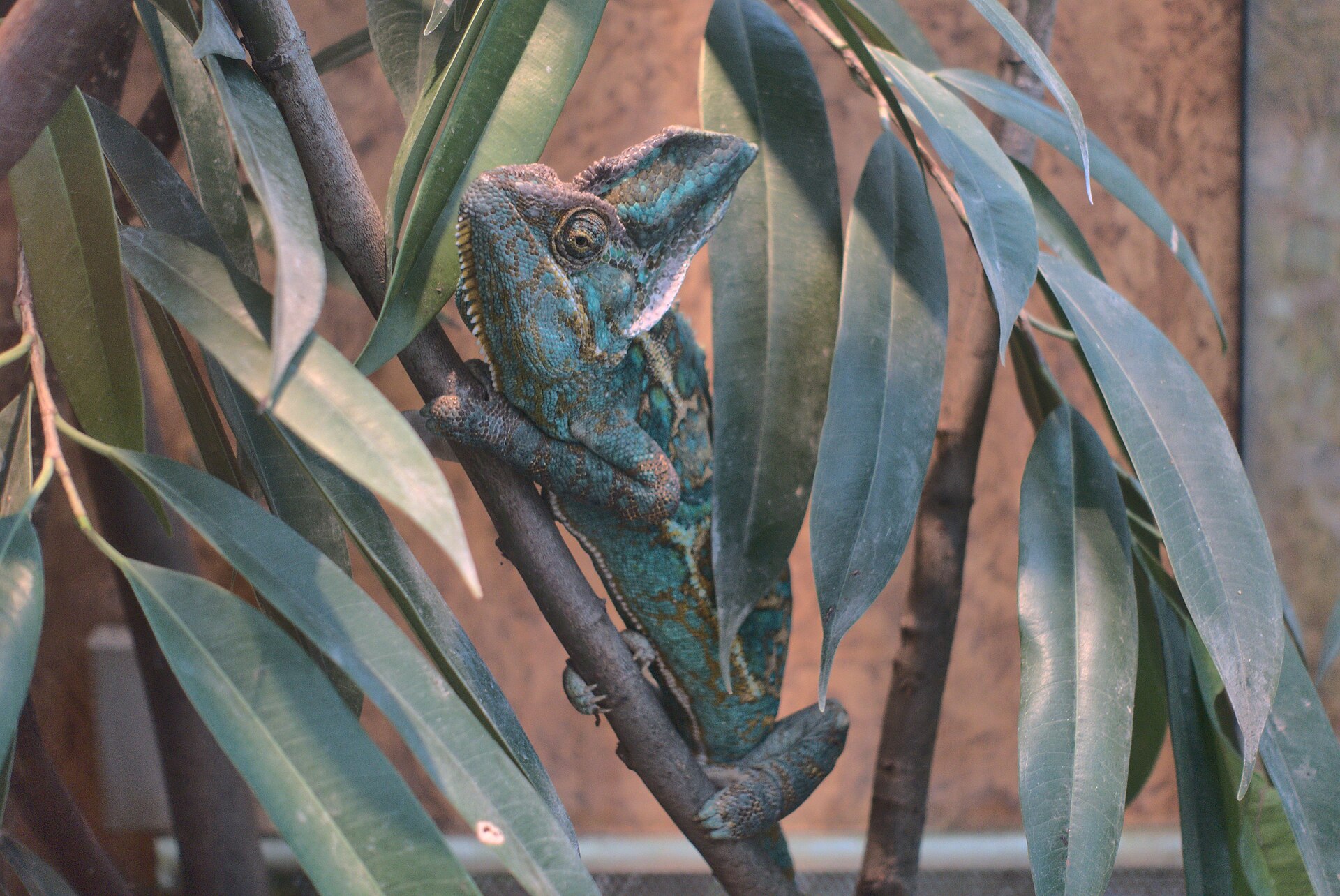 Chameleon