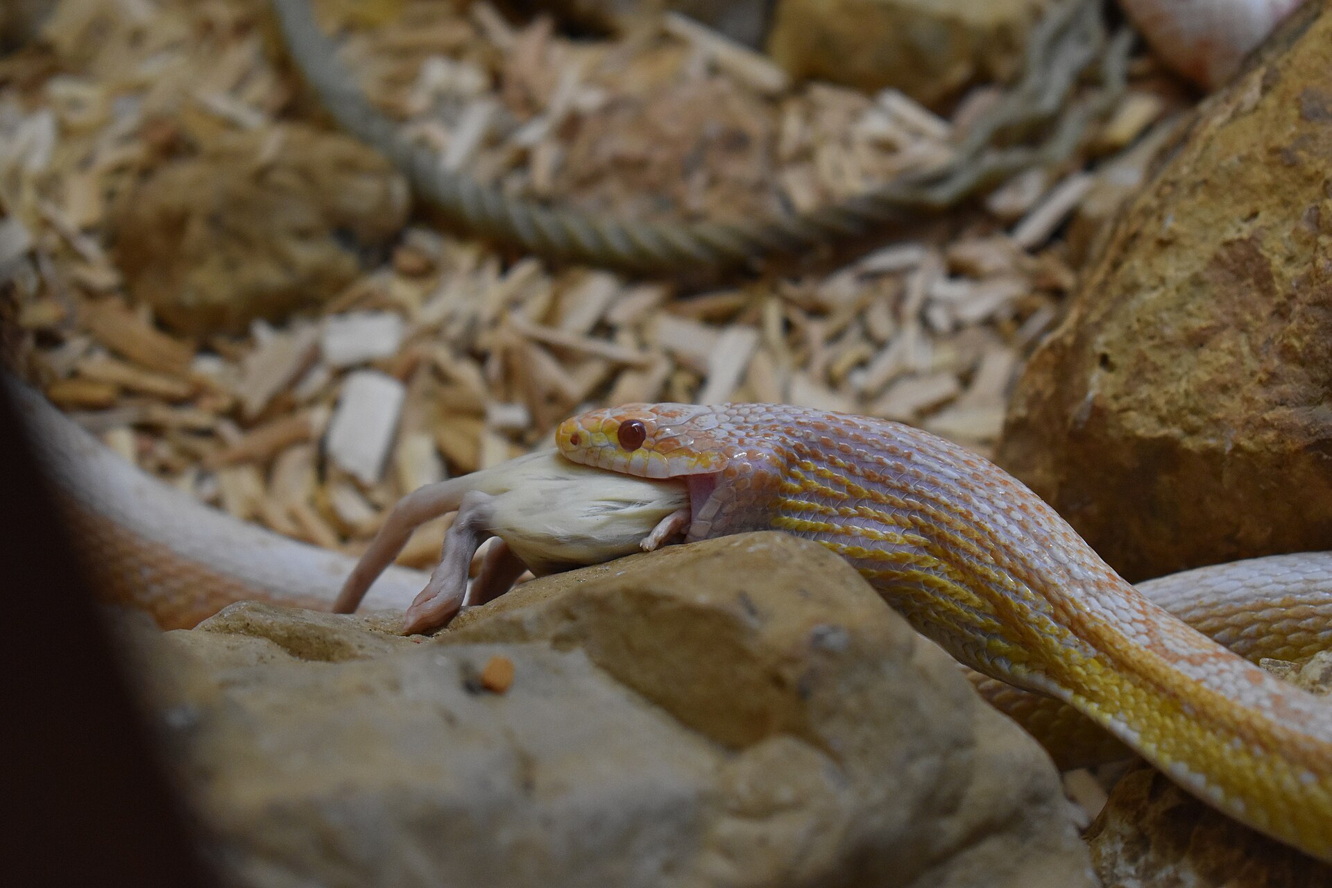 Corn Snake