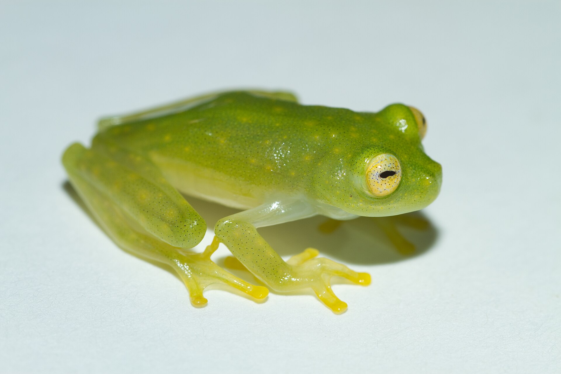Glass Frog