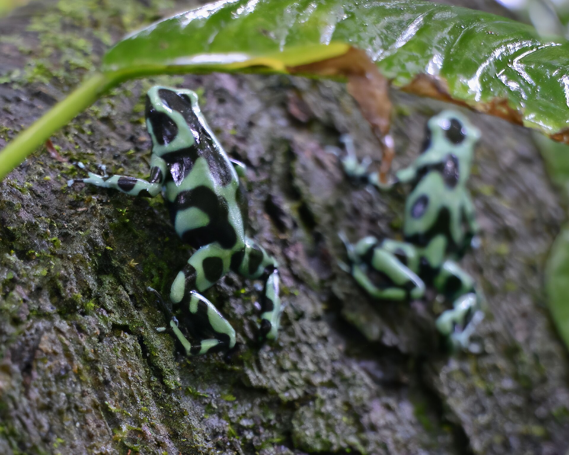 Green-and-Black Dart Frog