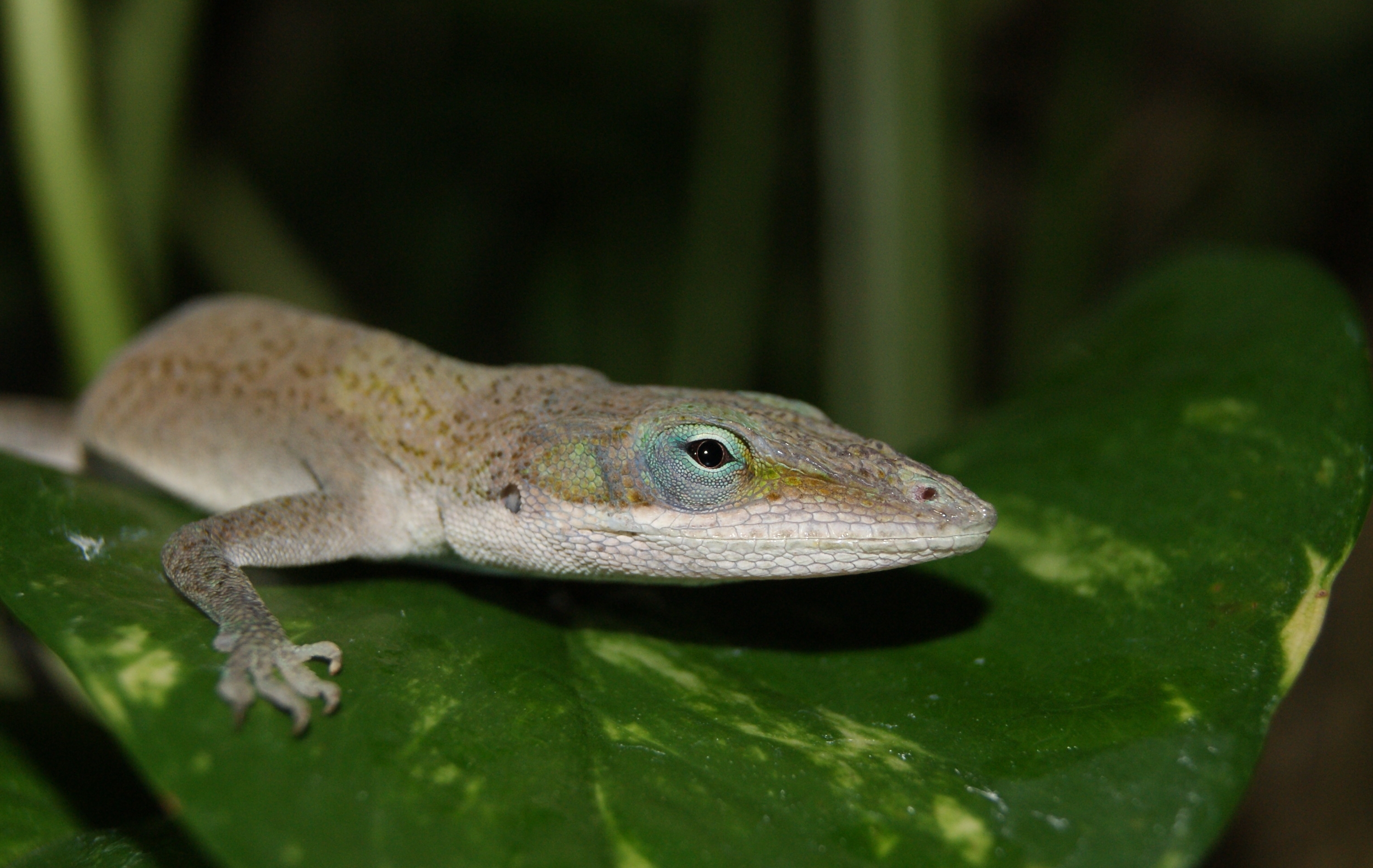 Green Anole