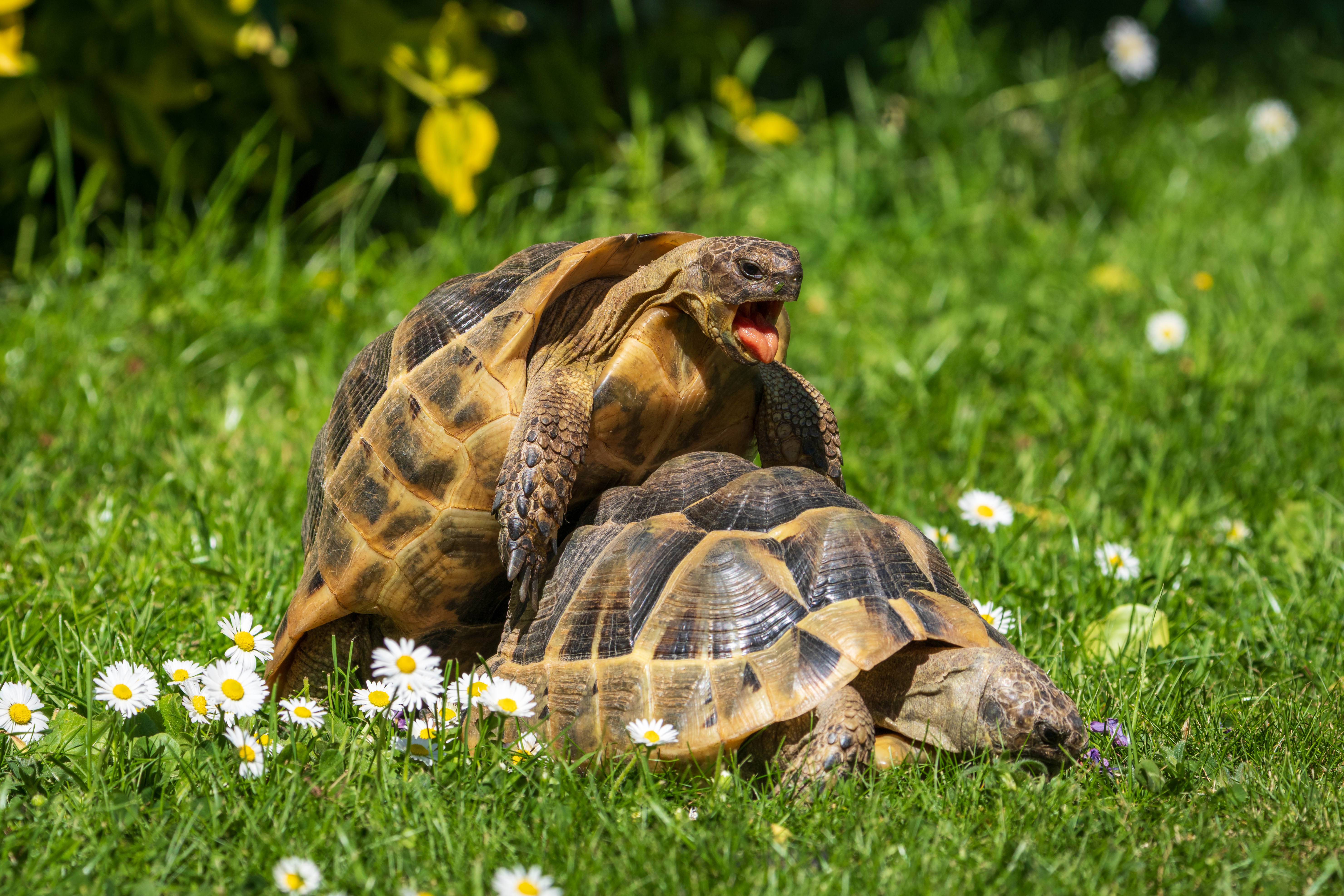 Hermann's Tortoise