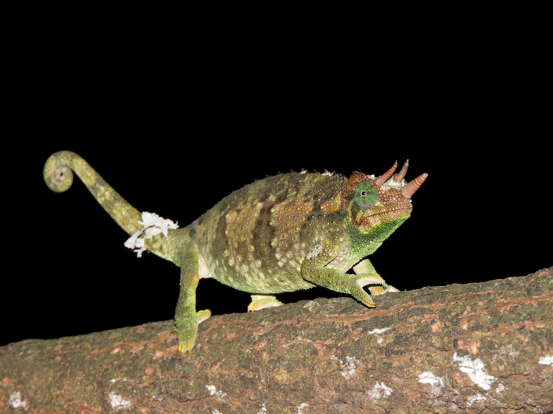 Jackson's Chameleon