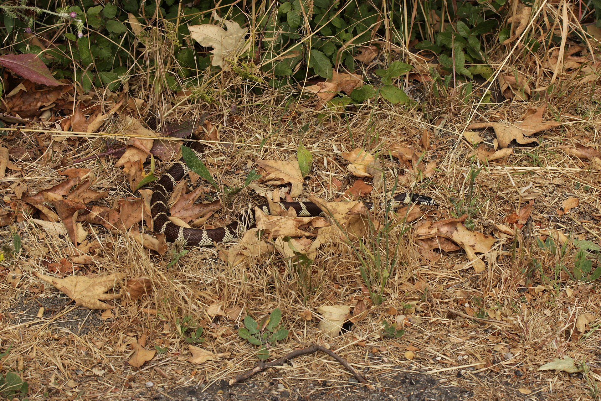 Kingsnake