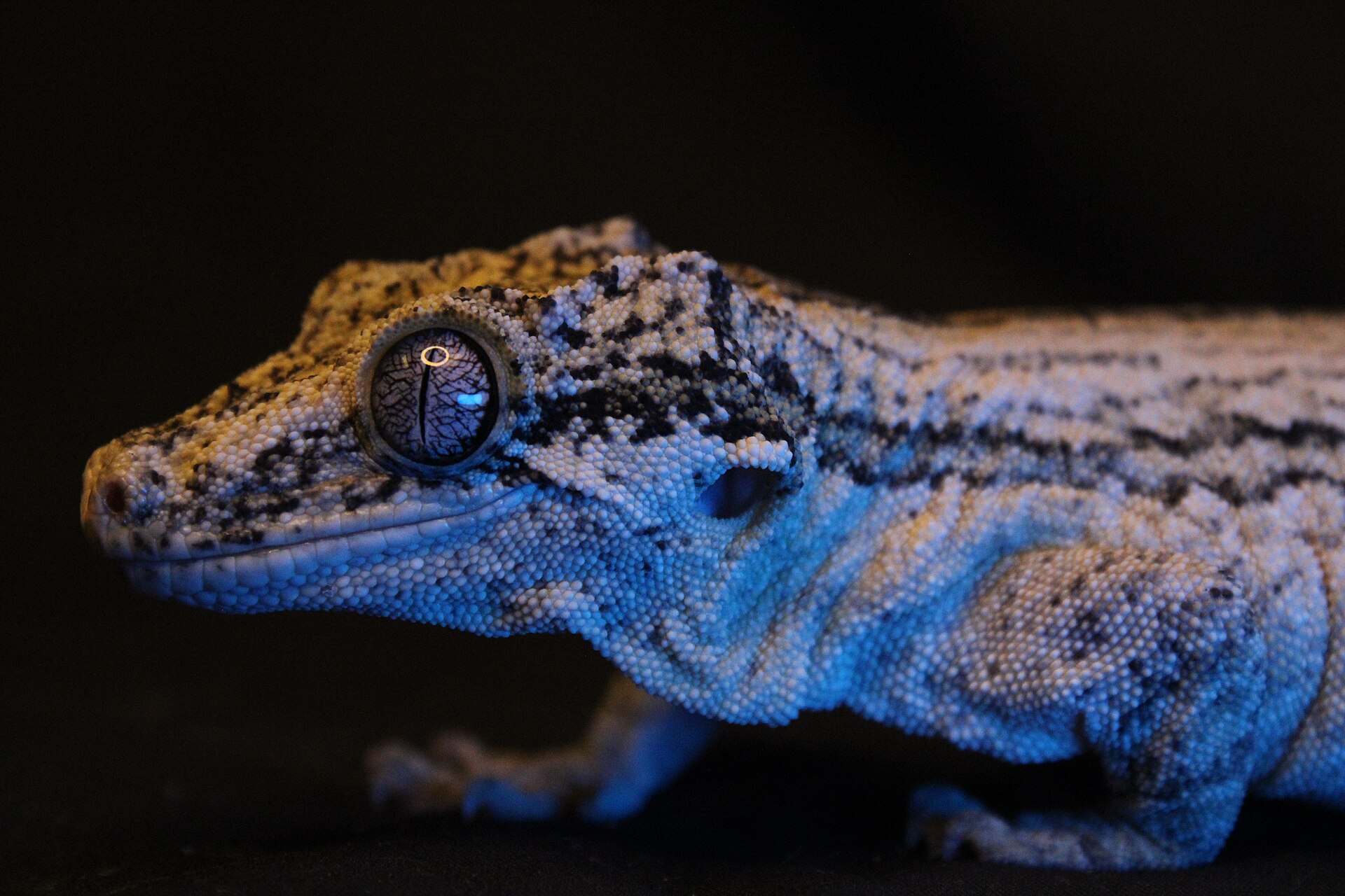 Leopard Gecko