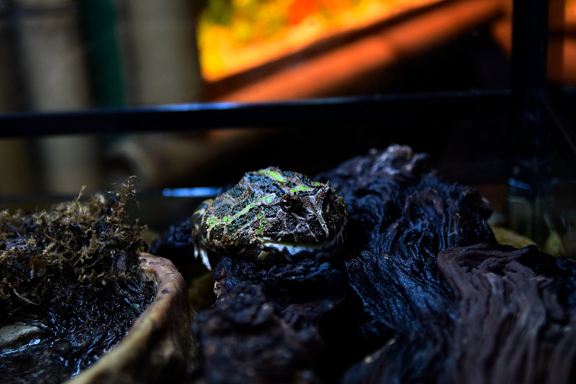 Pacman Frog