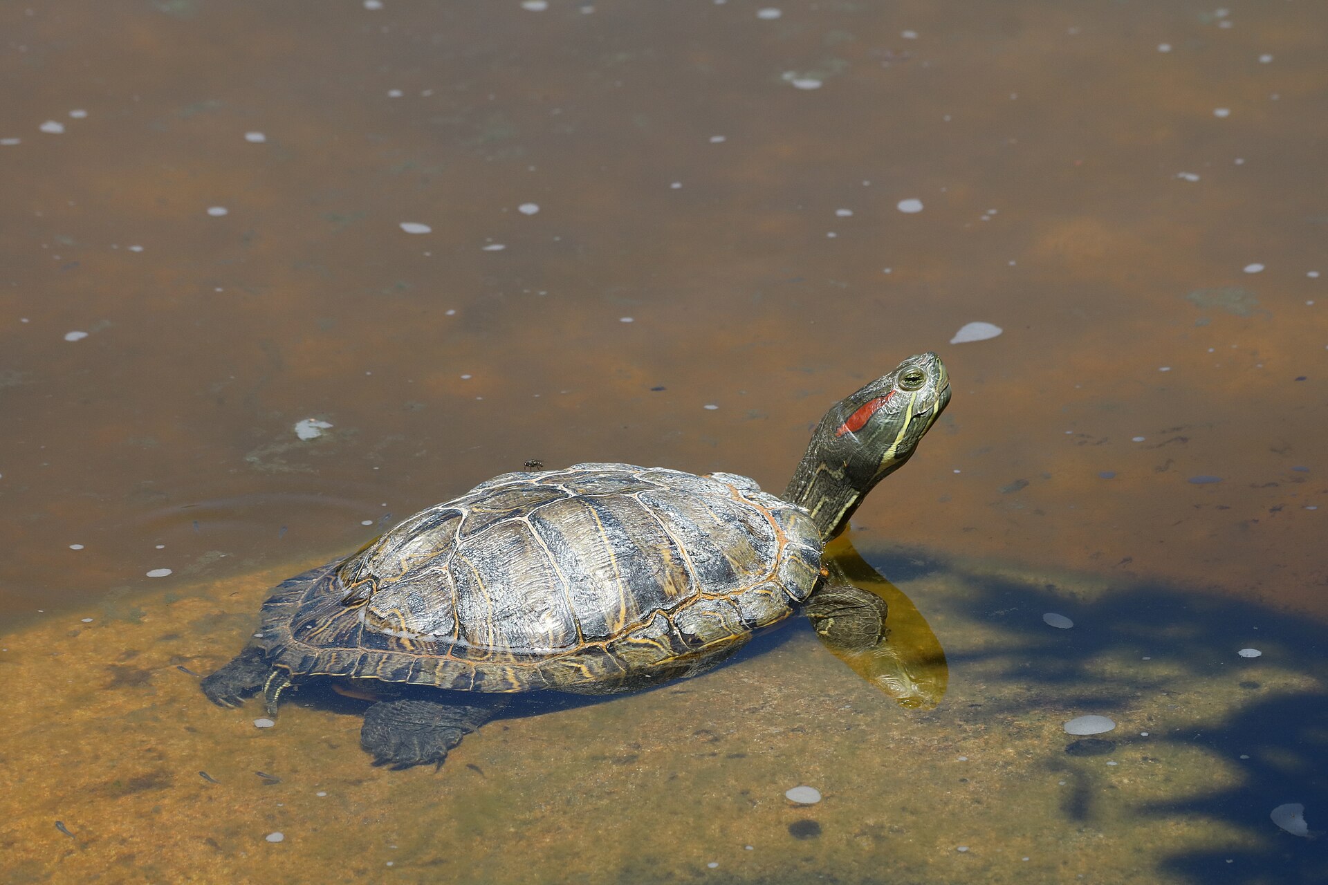 Red-Eared Slider