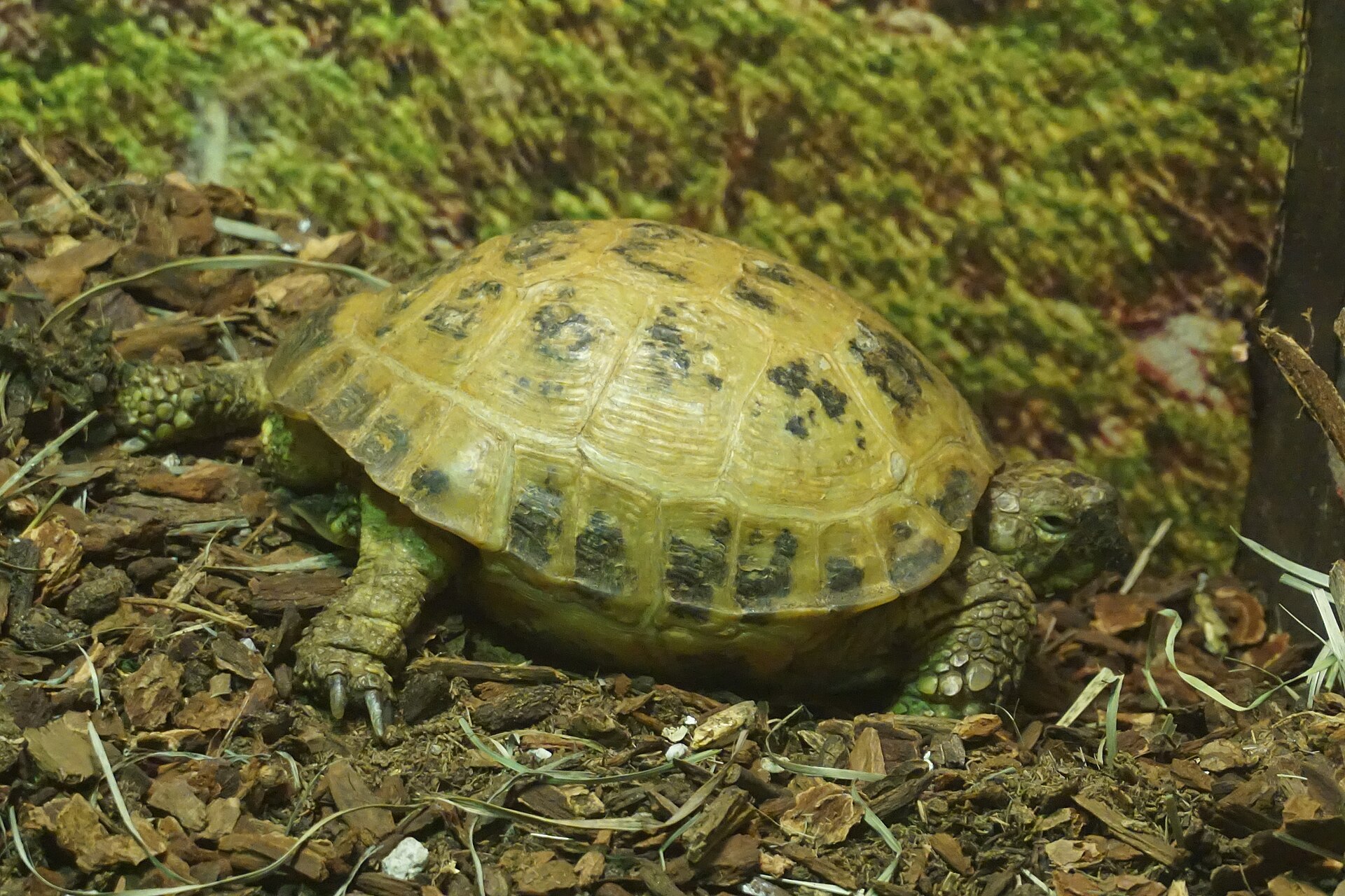 Russian Tortoise