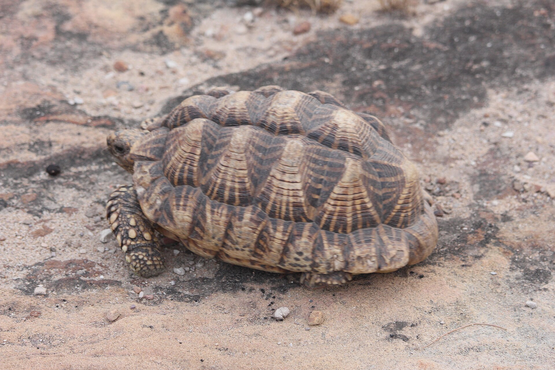 Star Tortoise