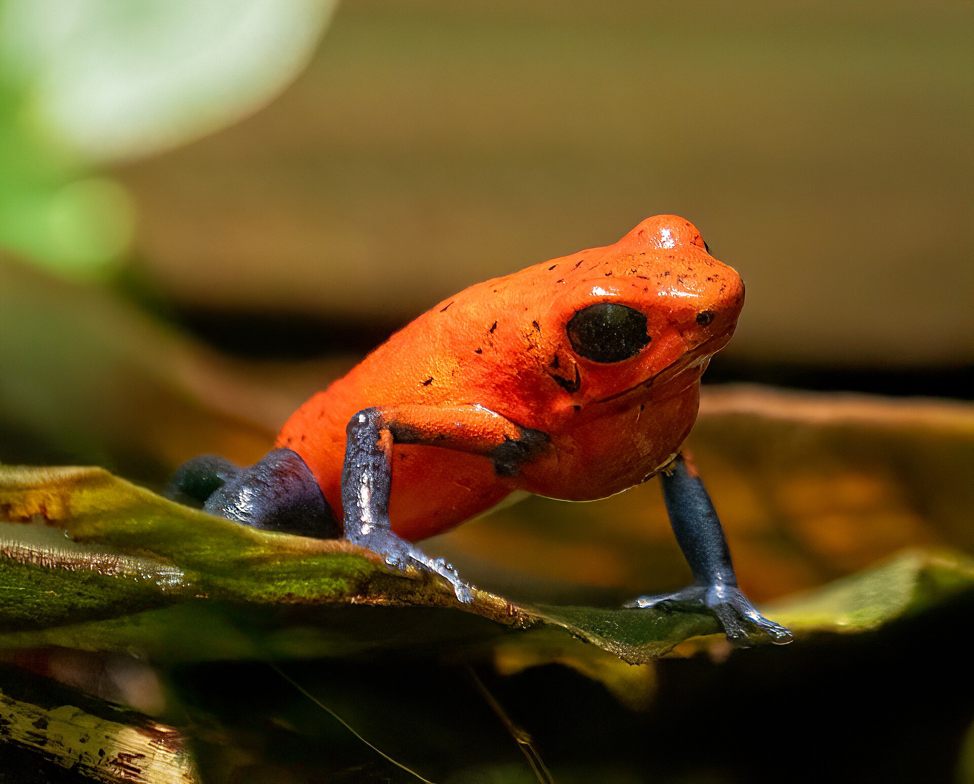 Strawberry Dart Frog