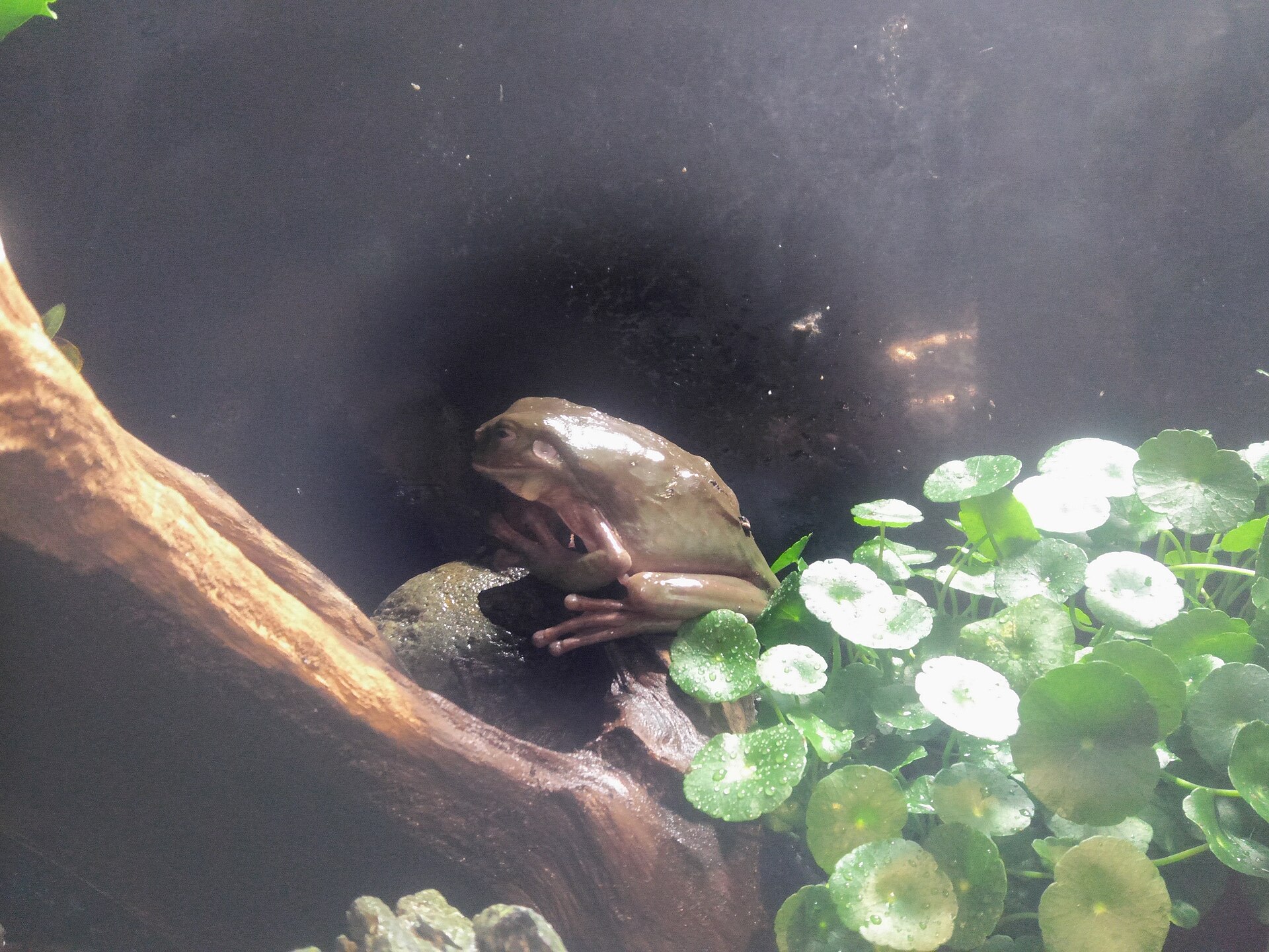 Tree Frog
